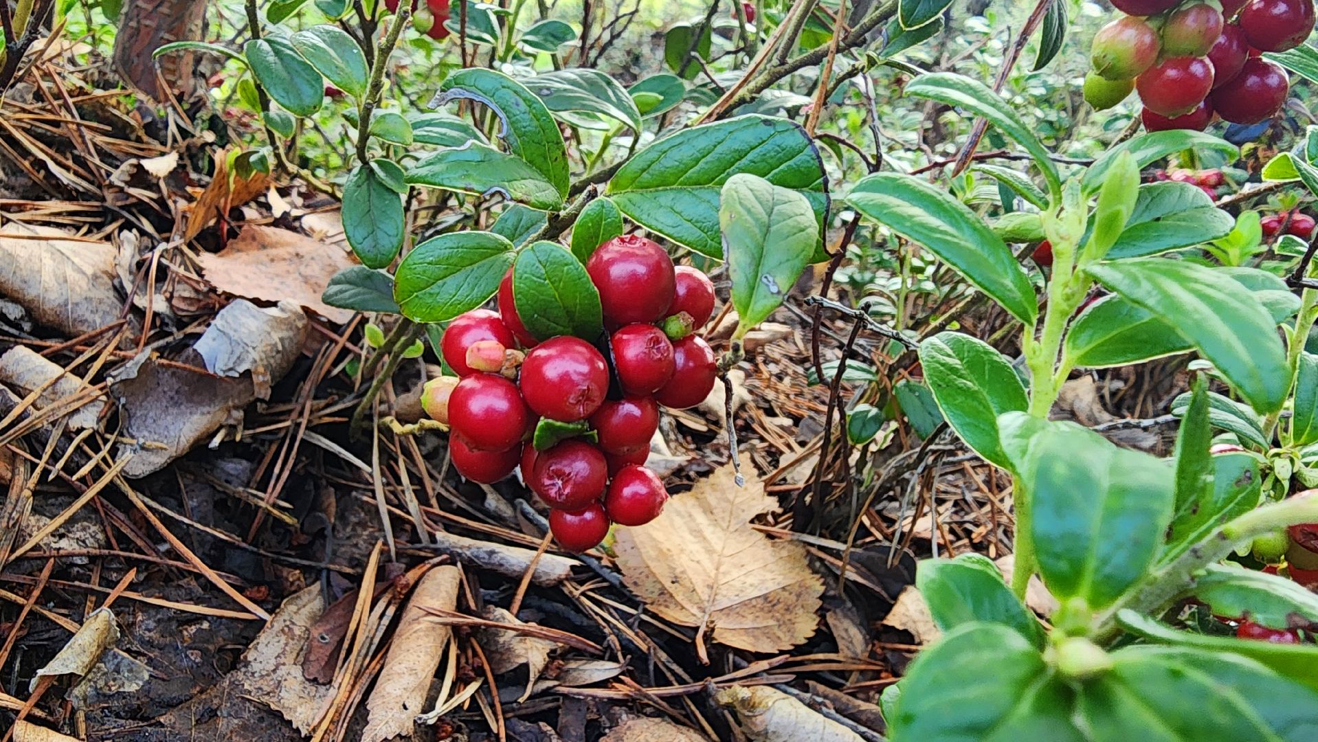шатура, брусника, лесной виноград, сбор урожая, путешествие, туризм,