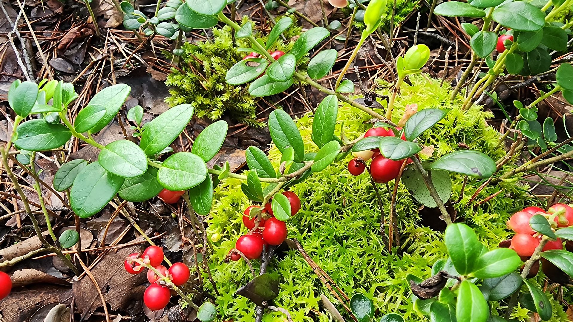 шатура, брусника, лесной виноград, сбор урожая, путешествие, туризм,