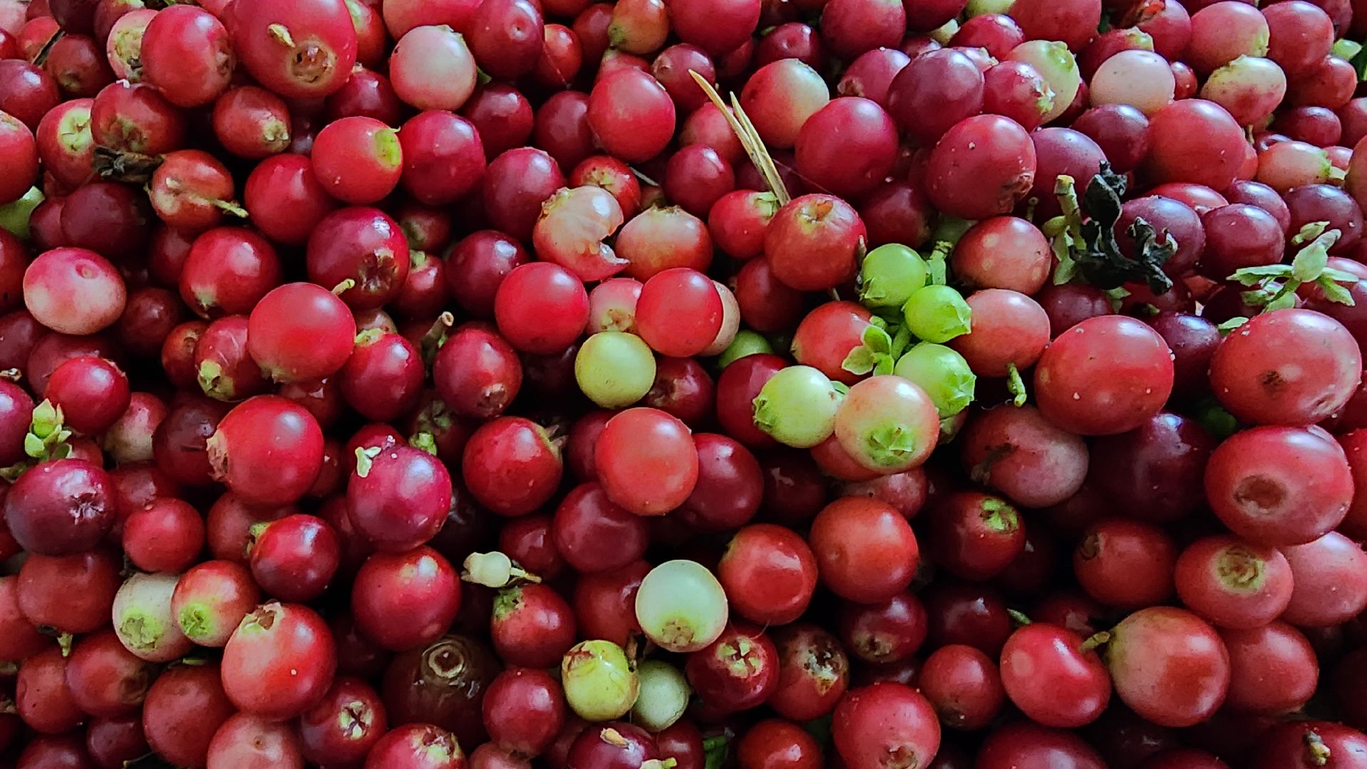 шатура, брусника, лесной виноград, сбор урожая, путешествие, туризм,