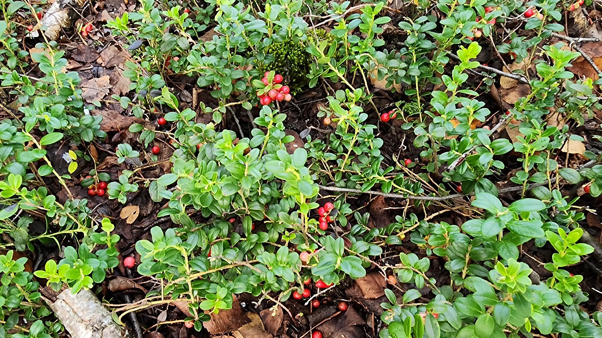 шатура, брусника, лесной виноград, сбор урожая, путешествие, туризм,