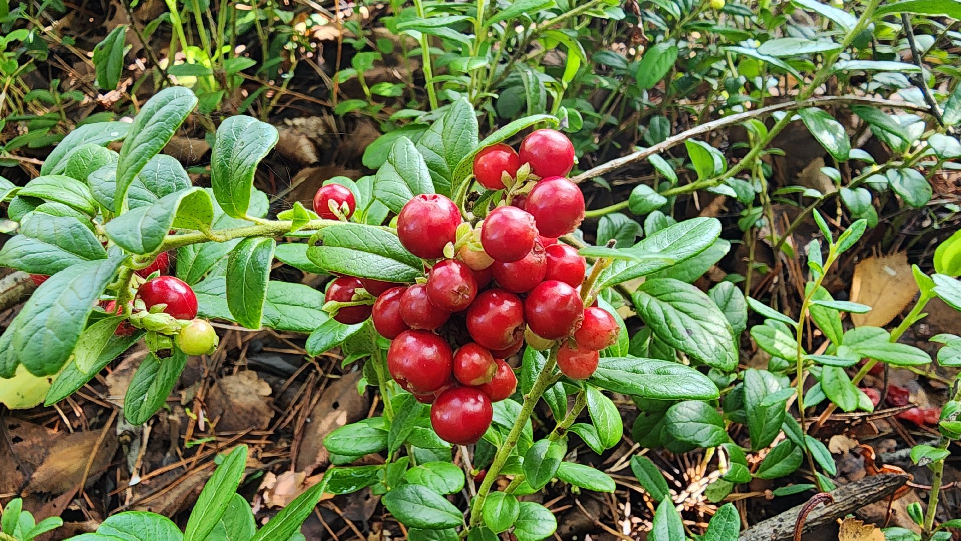 шатура, брусника, лесной виноград, сбор урожая, путешествие, туризм,