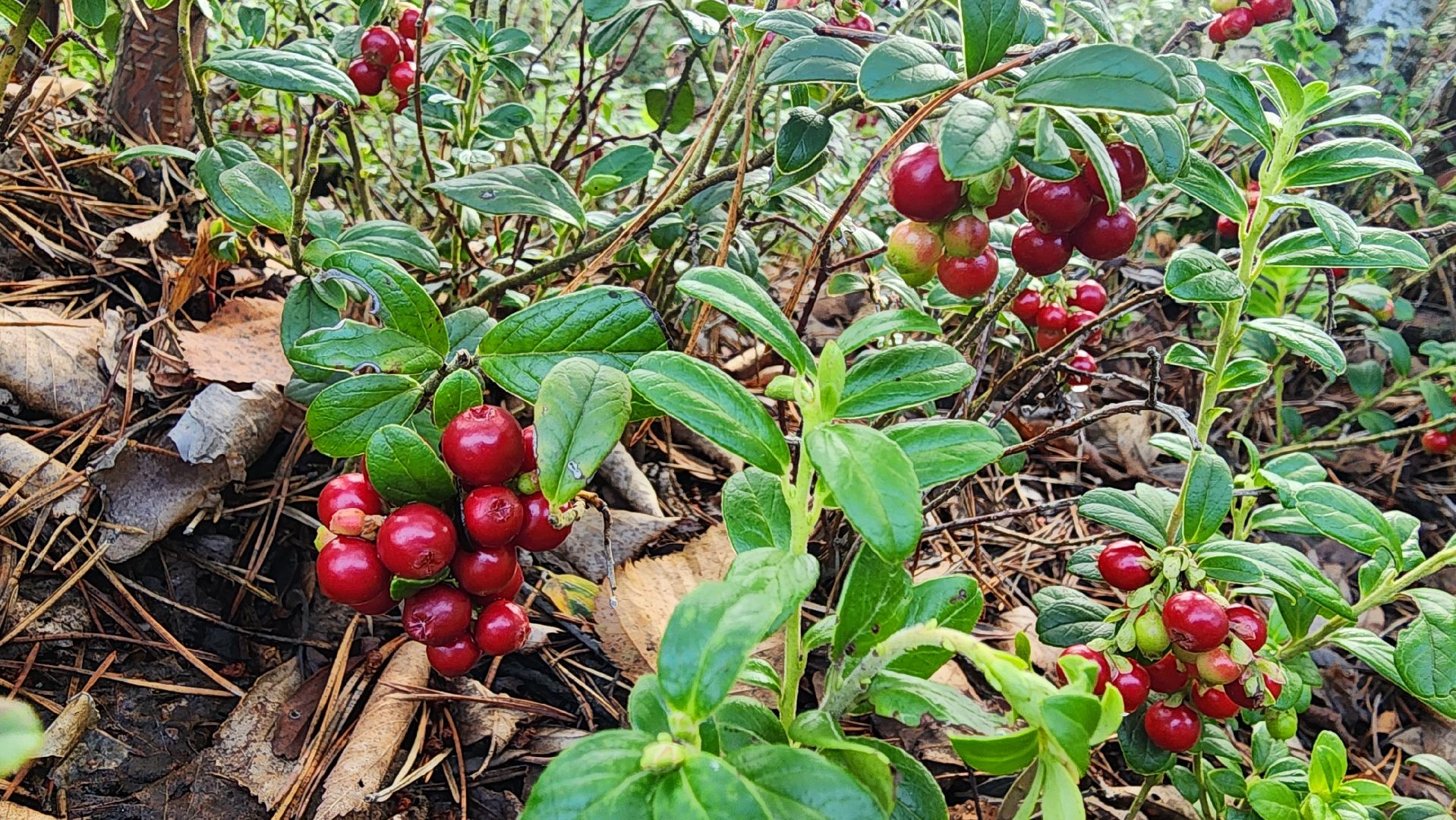 шатура, брусника, лесной виноград, сбор урожая, путешествие, туризм,