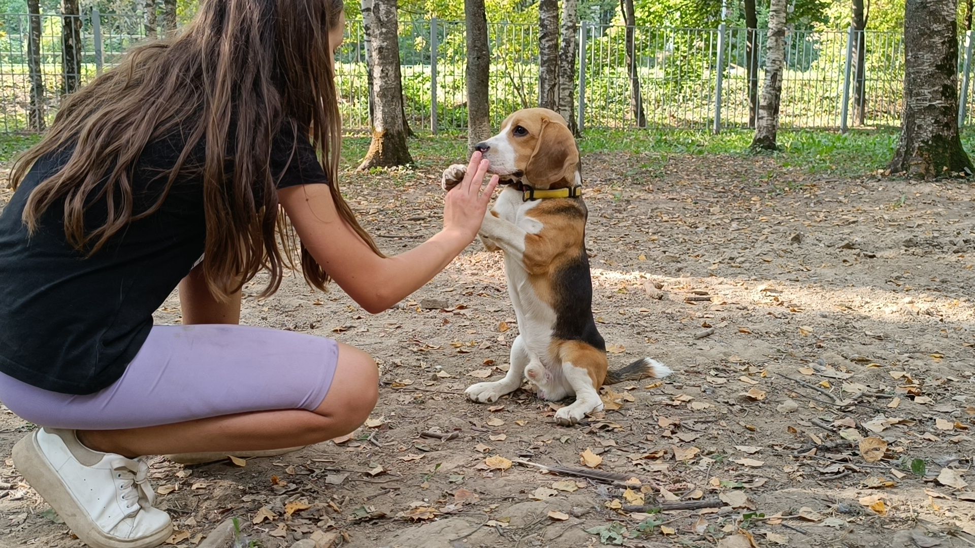 собака, лобня, парк,