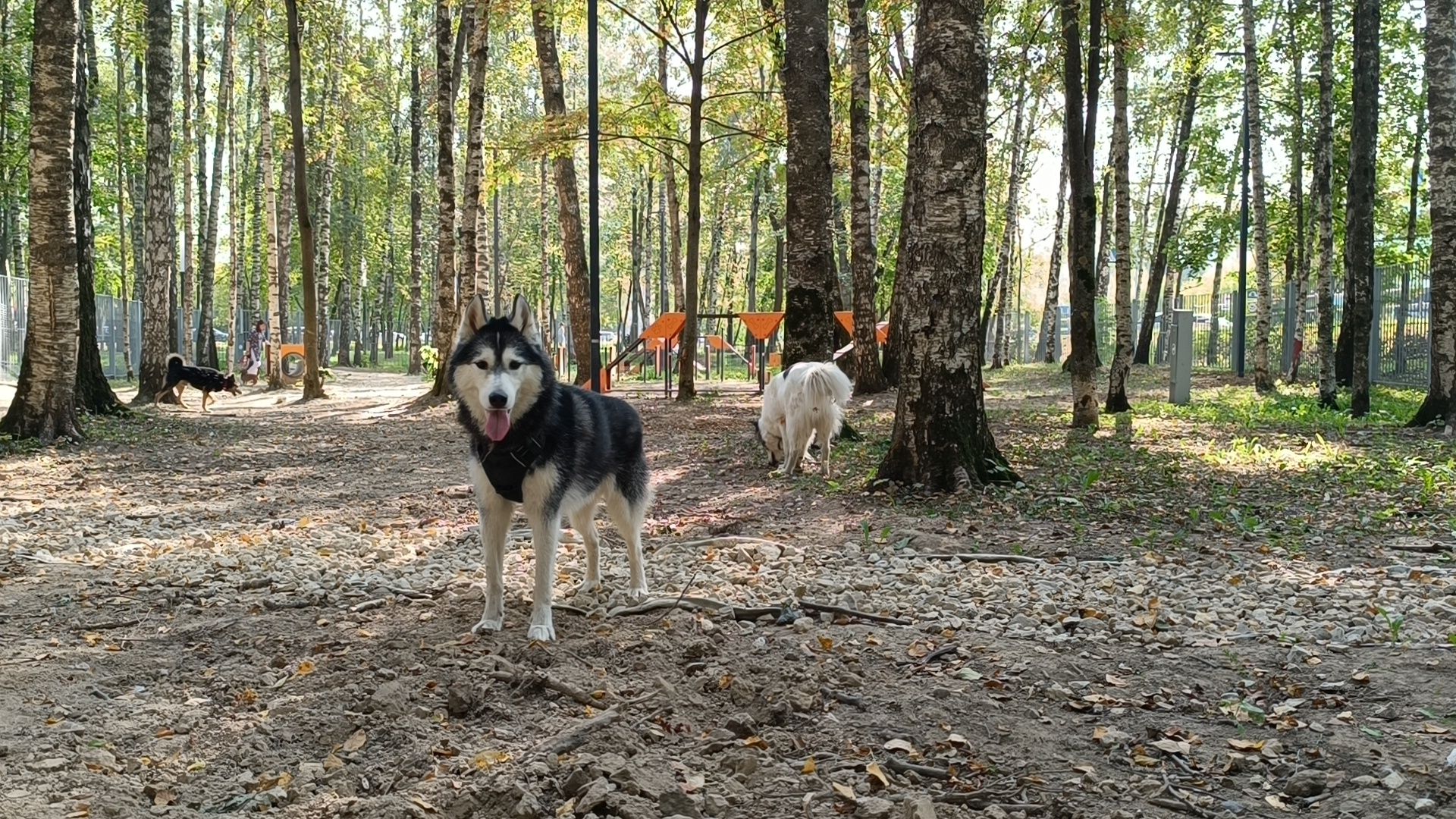 собака, лобня, парк,