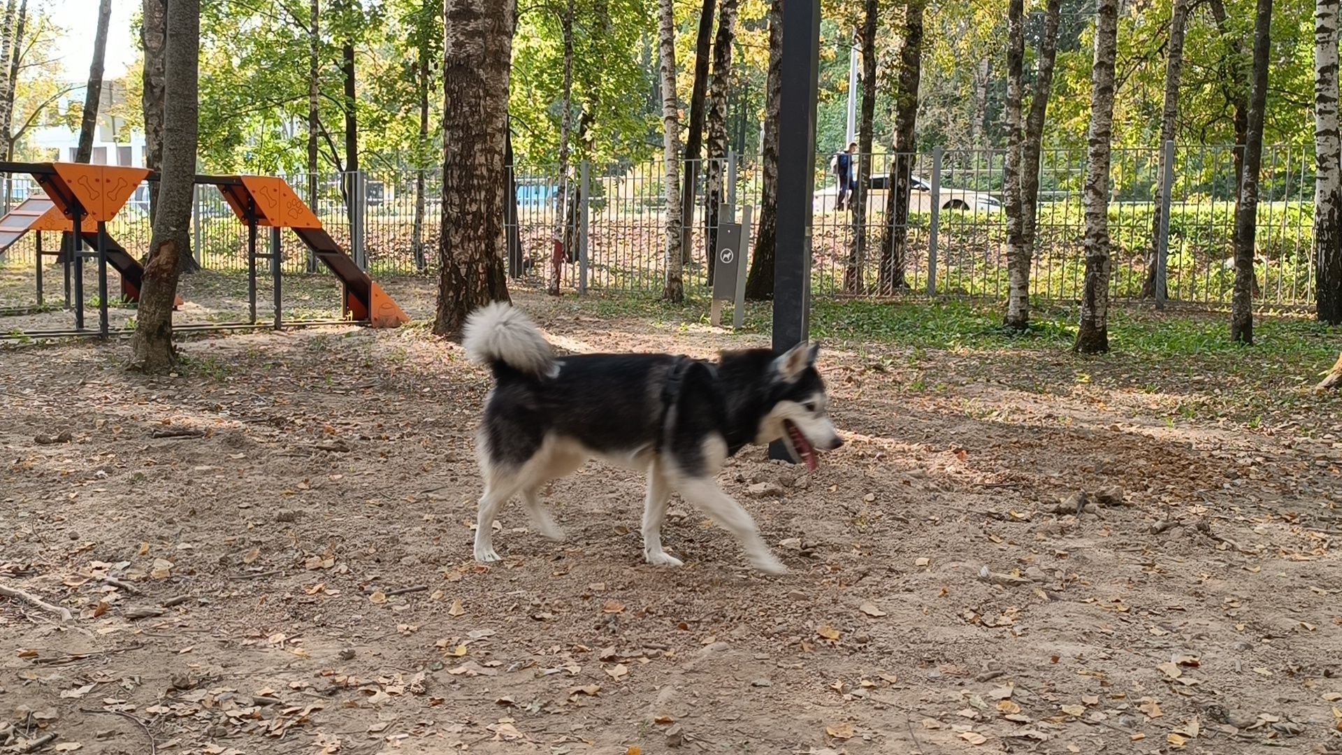 собака, лобня, парк,