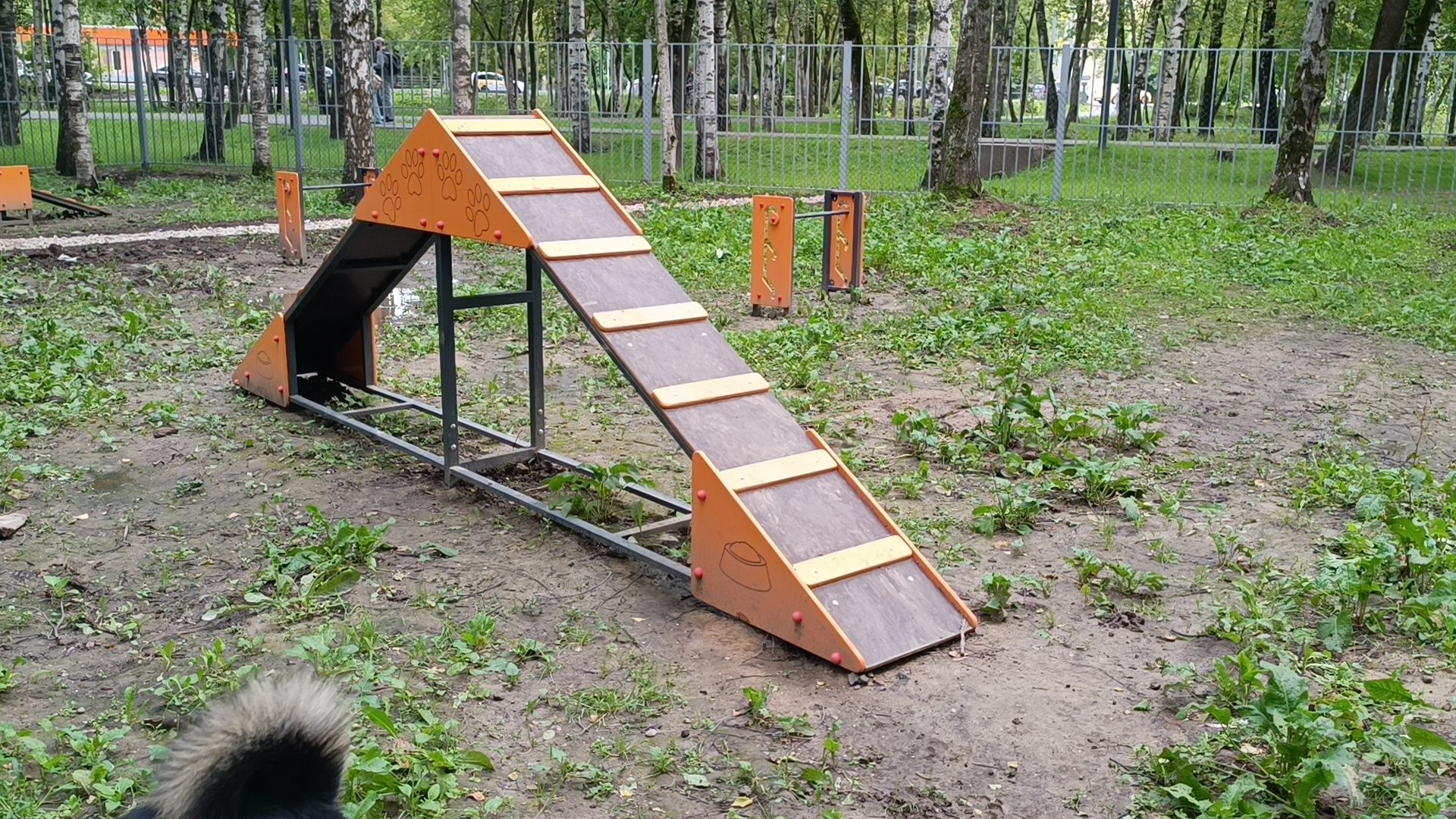 собака, лобня, парк,