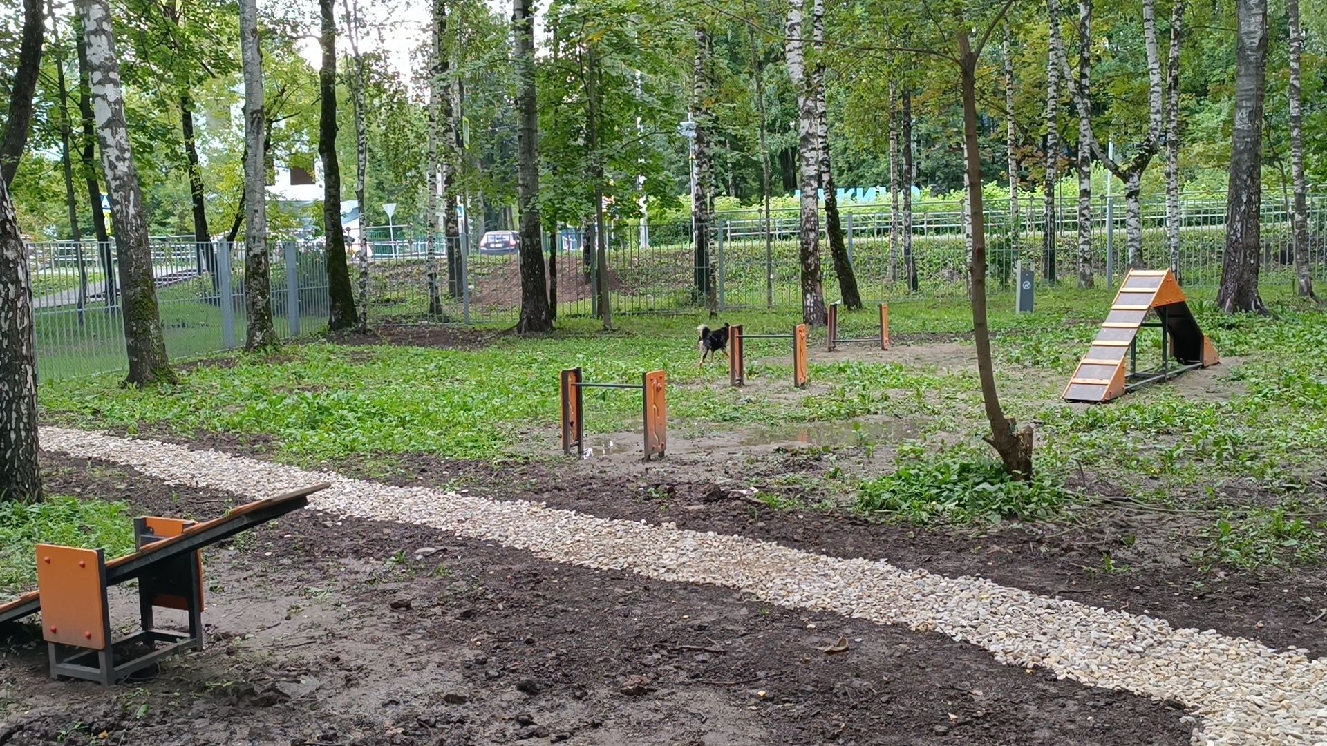 собака, лобня, парк,