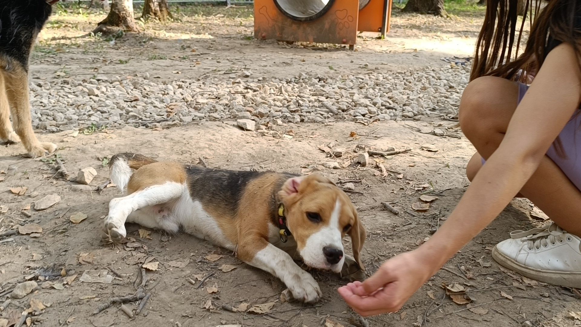 собака, лобня, парк,