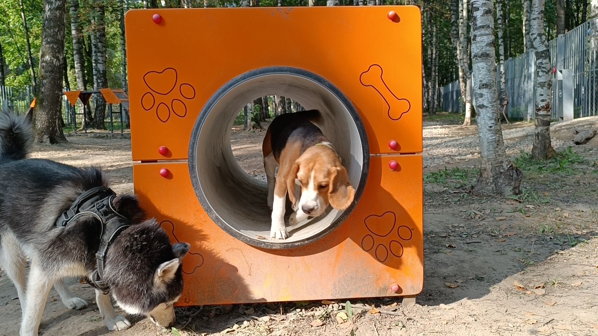 собака, лобня, парк,