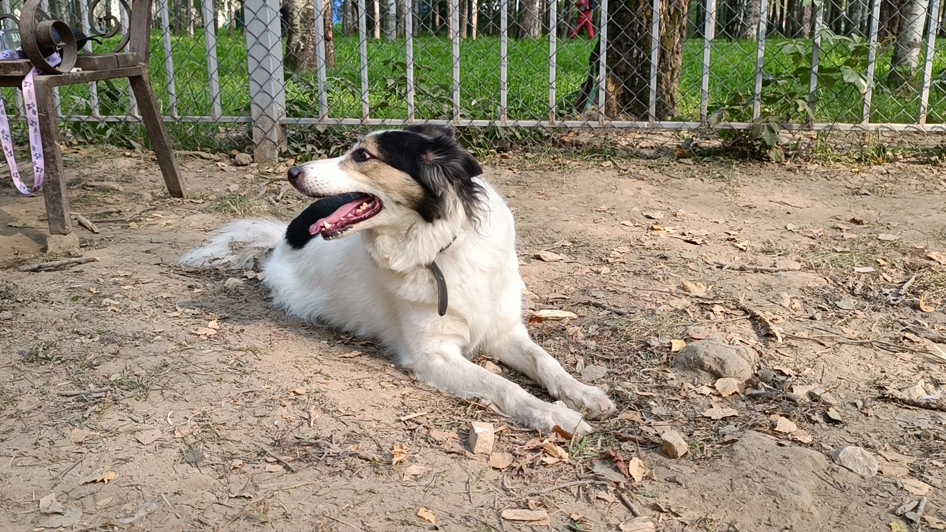 собака, лобня, парк,