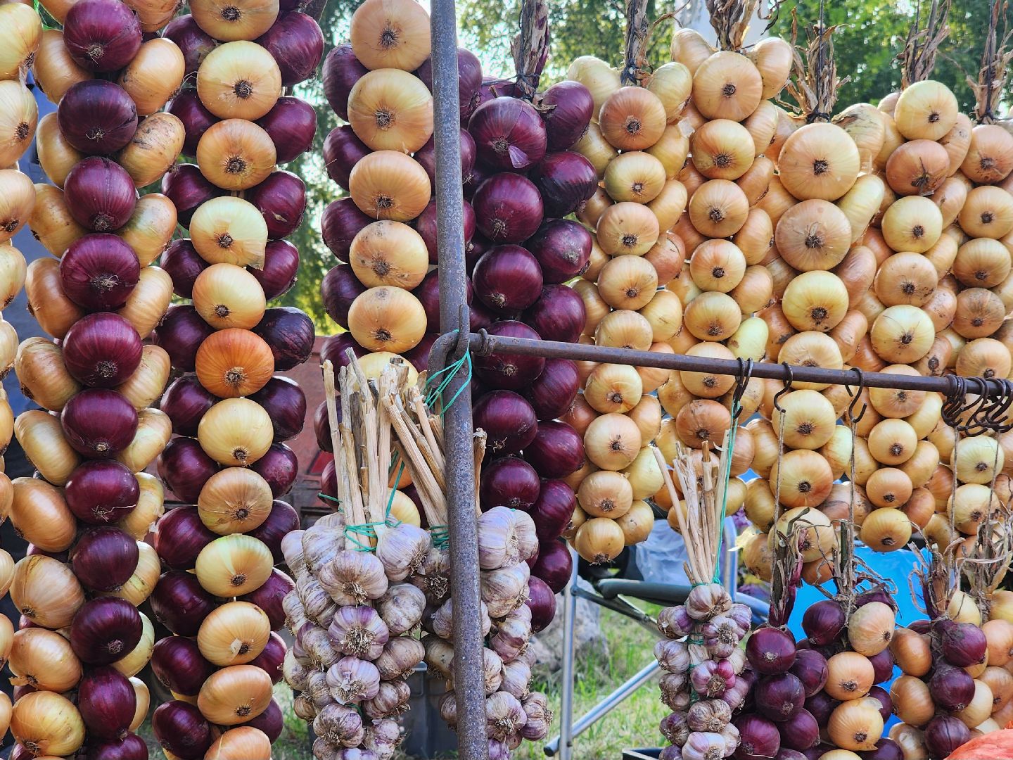 Коломна, аграрный фестиваль, мячковский лук, праздник урожая,