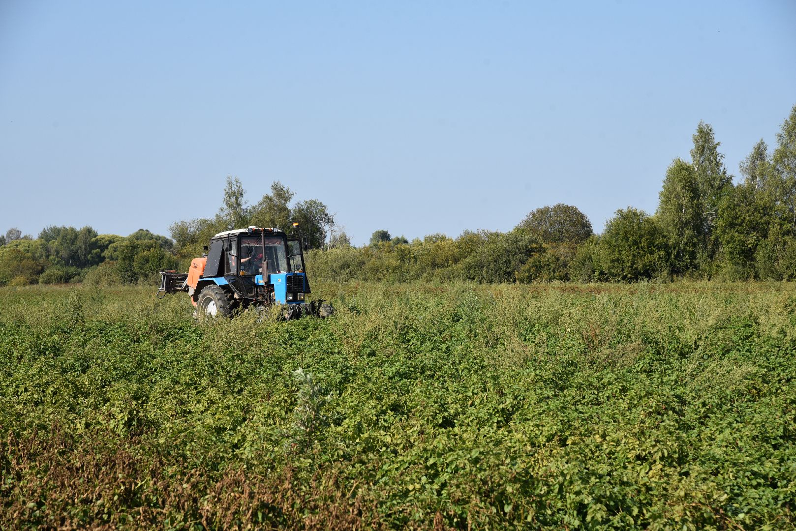 лотошино, сельское хозяйство, картофель, урожай 2024,