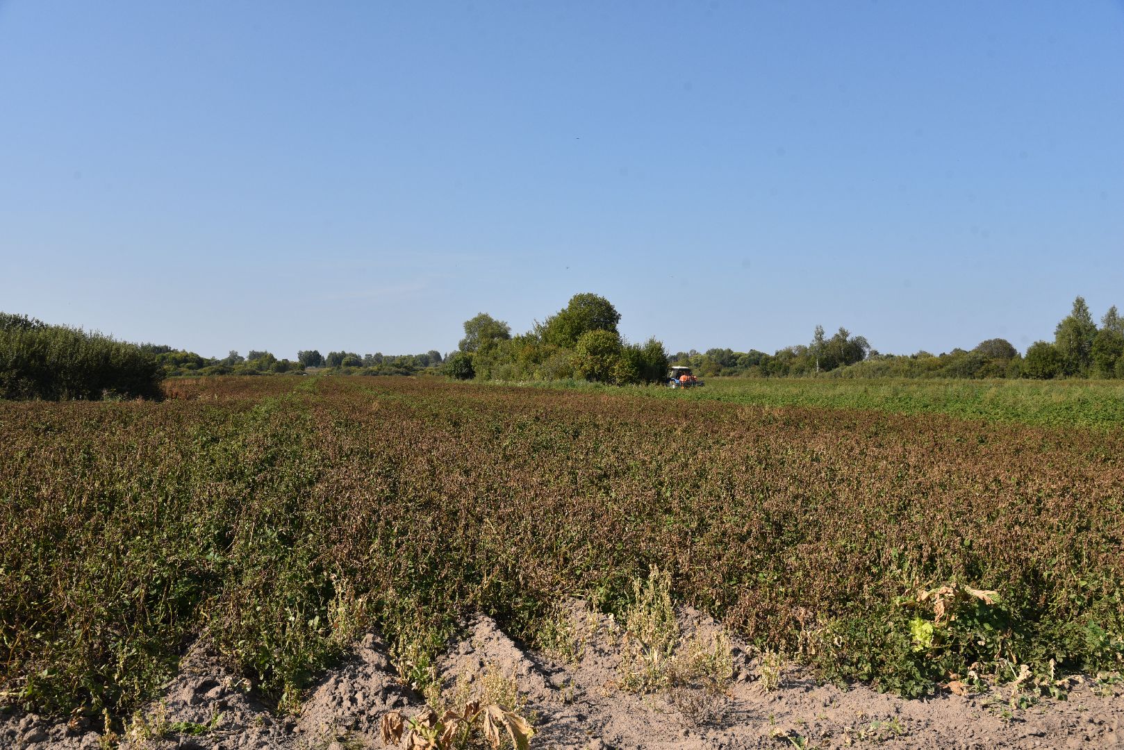 лотошино, сельское хозяйство, картофель, урожай 2024,