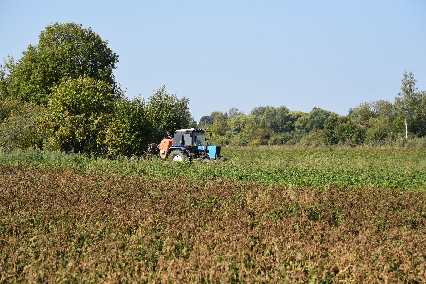 лотошино, сельское хозяйство, картофель, урожай 2024,