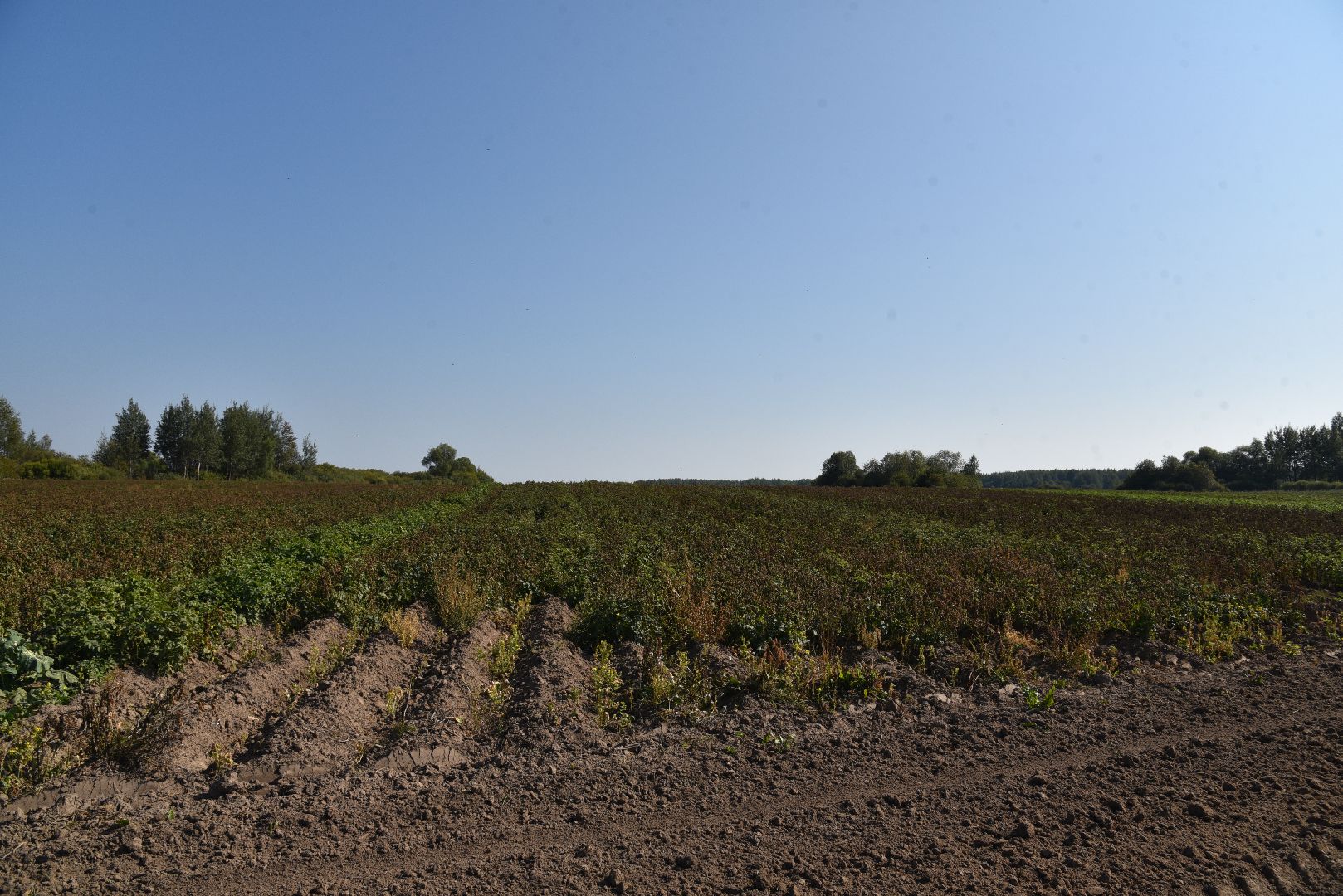 лотошино, сельское хозяйство, картофель, урожай 2024,