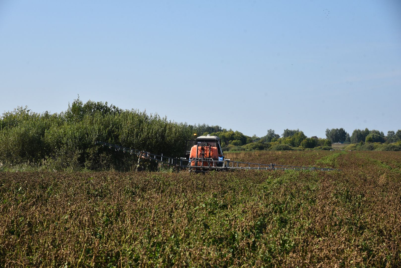 лотошино, сельское хозяйство, картофель, урожай 2024,