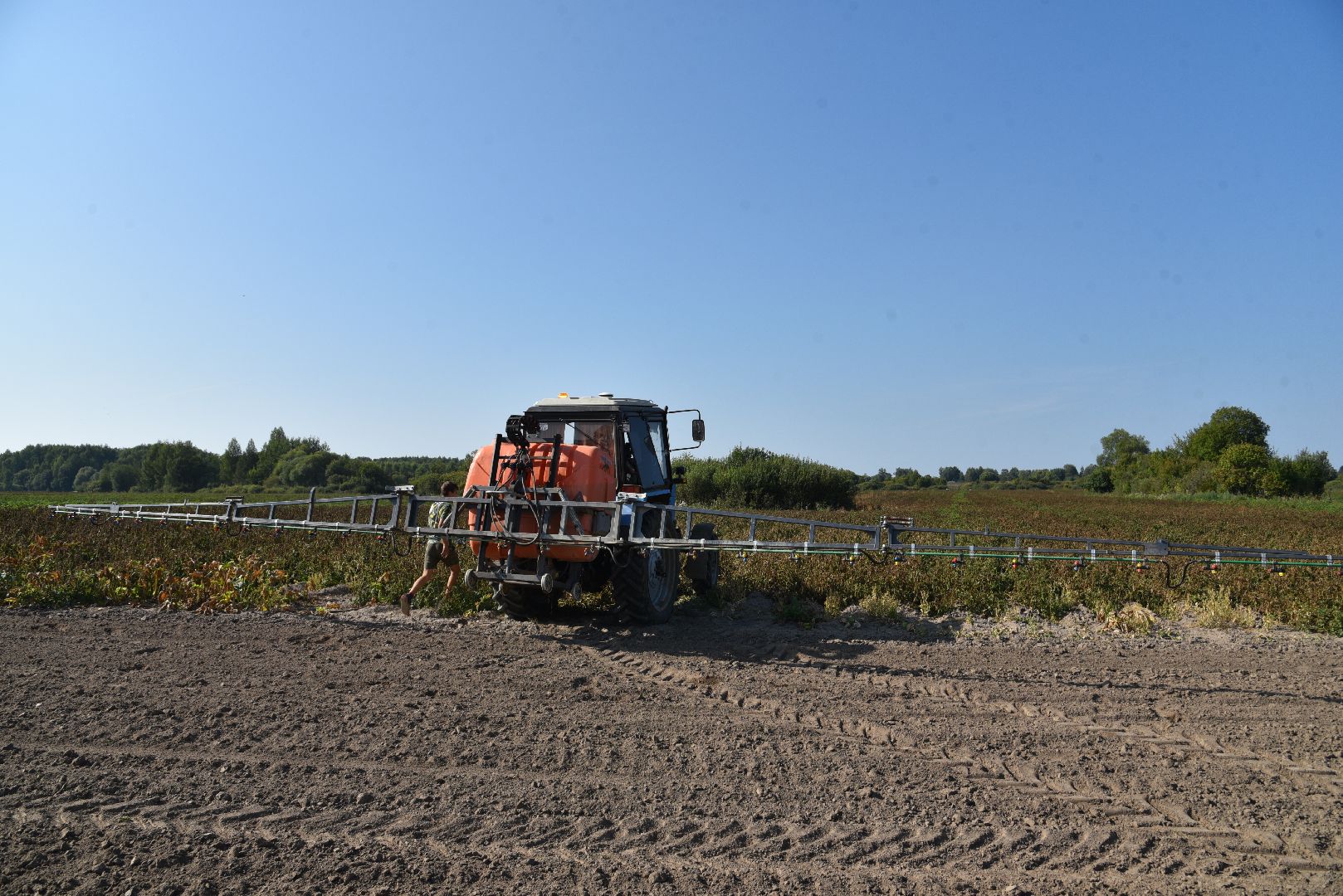 лотошино, сельское хозяйство, картофель, урожай 2024,