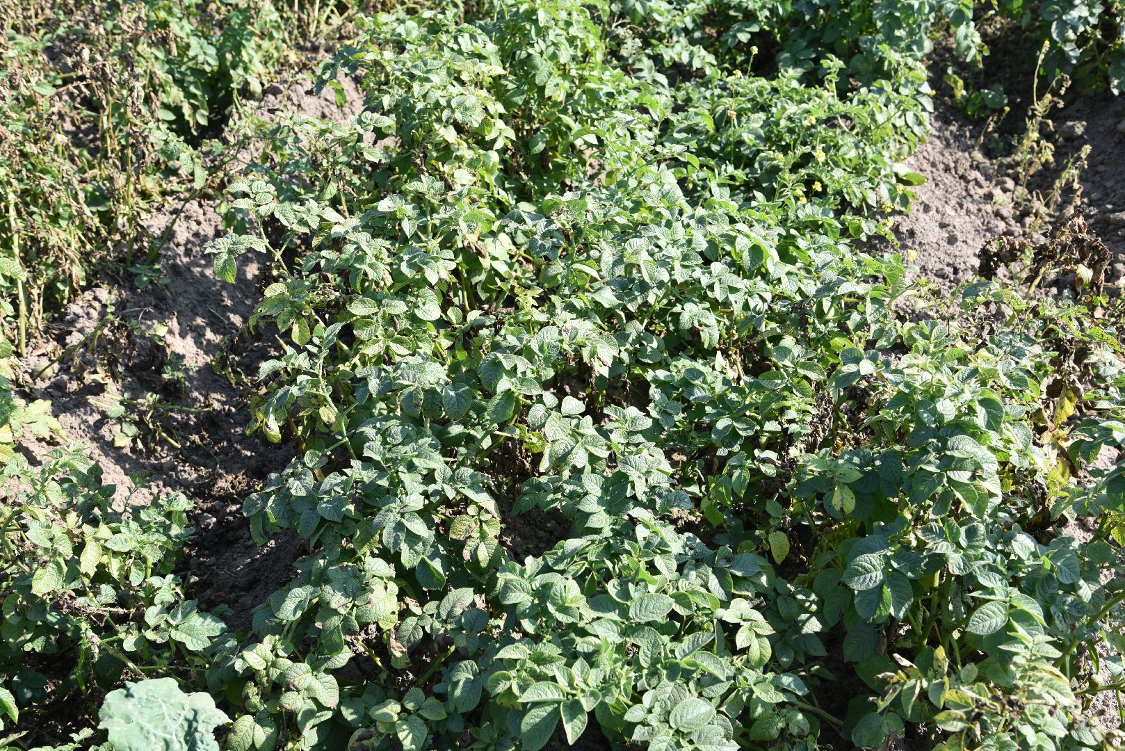 лотошино, сельское хозяйство, картофель, урожай 2024,