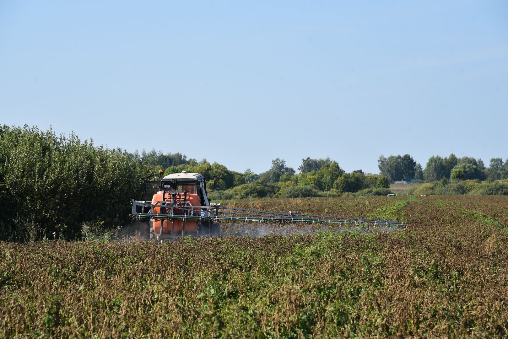 лотошино, сельское хозяйство, картофель, урожай 2024,
