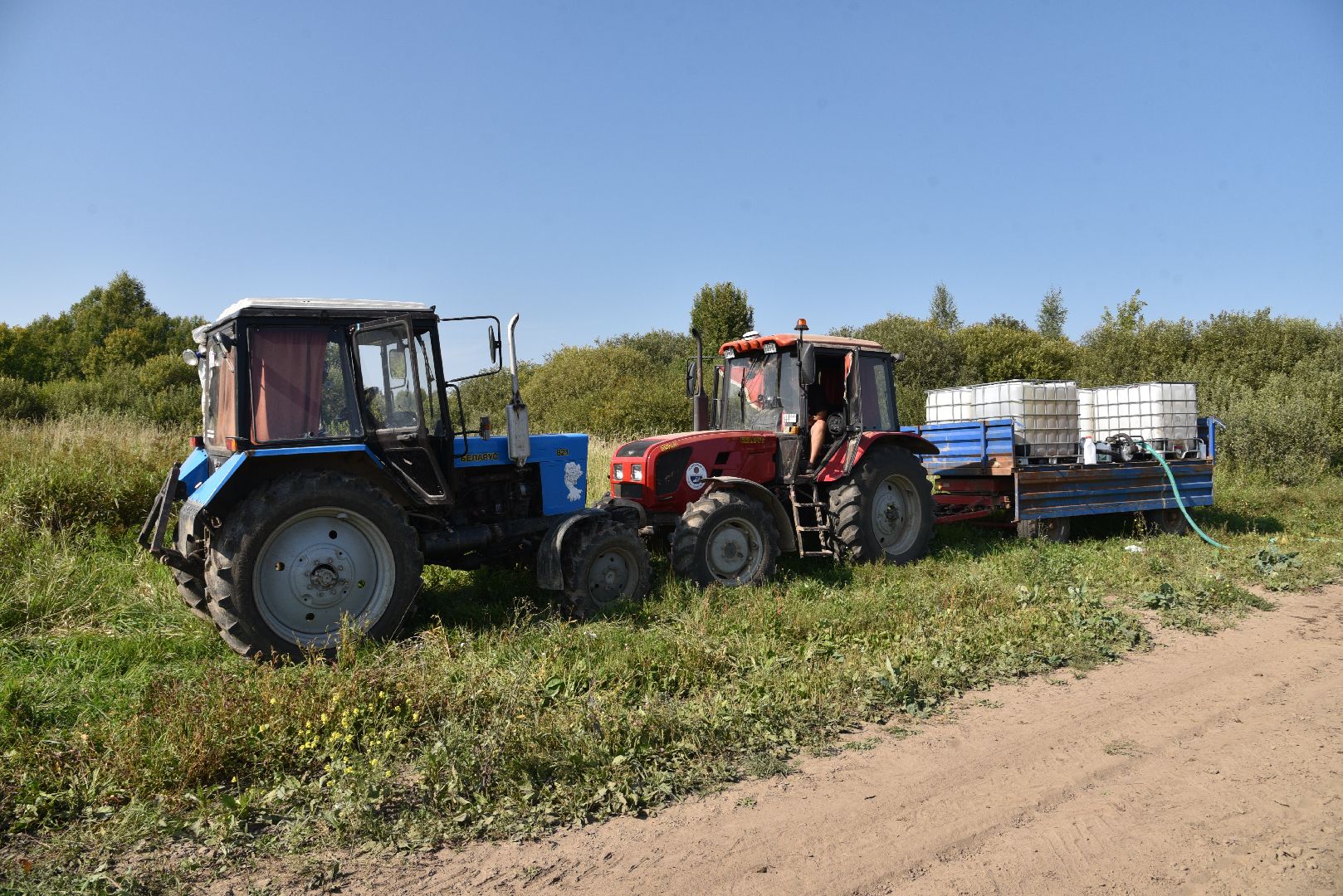 лотошино, сельское хозяйство, картофель, урожай 2024,