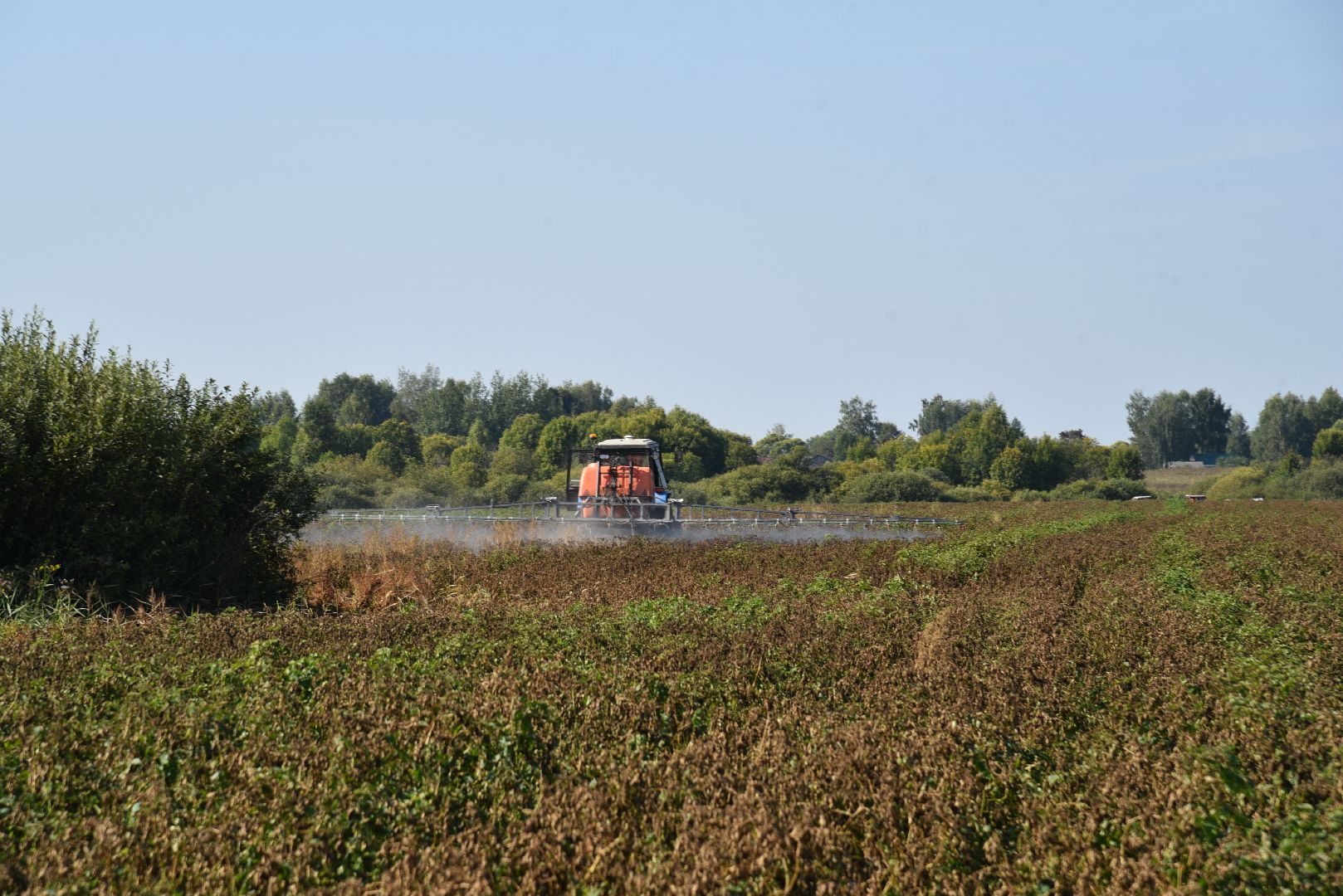 лотошино, сельское хозяйство, картофель, урожай 2024,