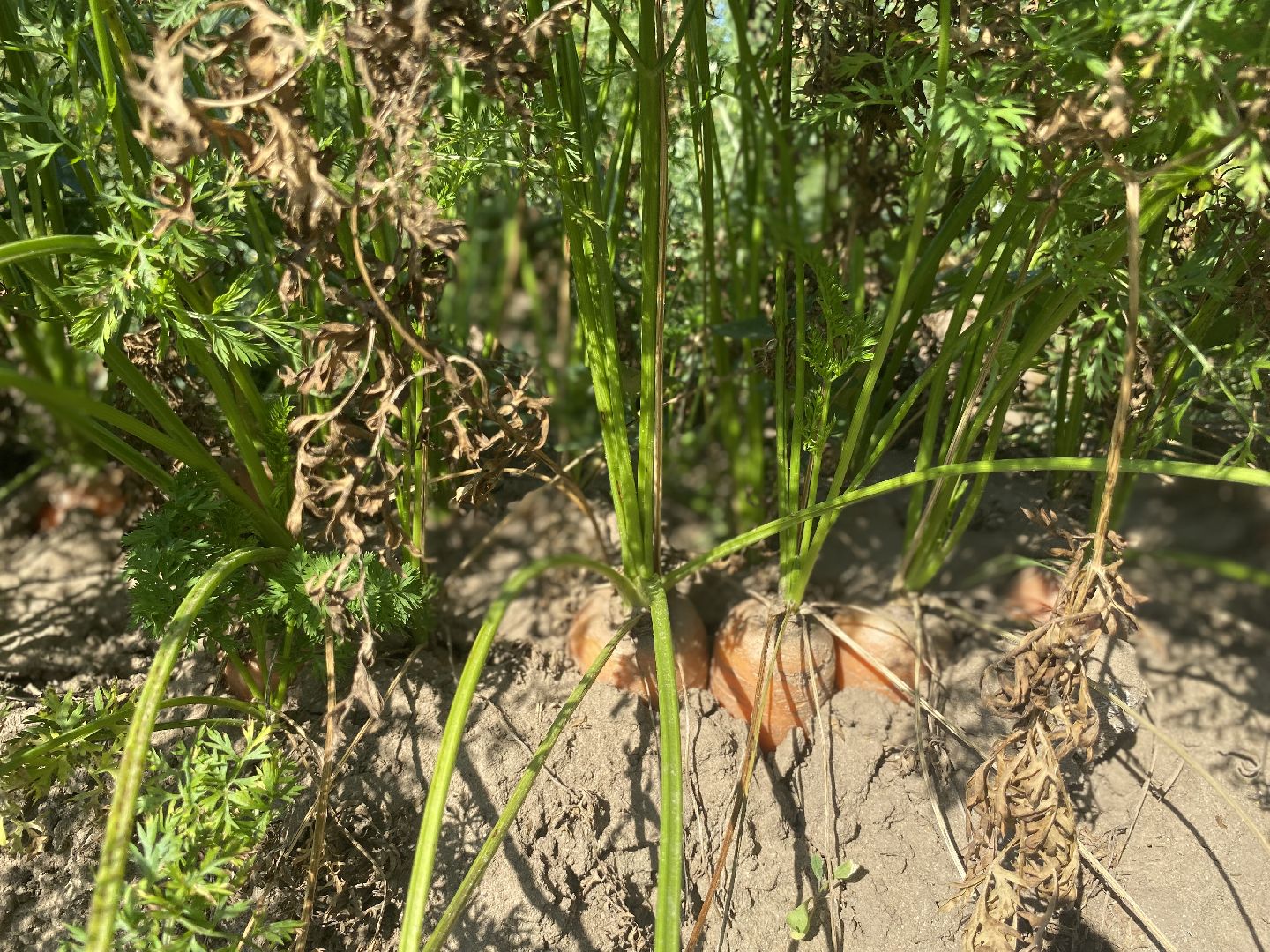 Коломна, сельское хозяйство, уборочная кампания, морковь,