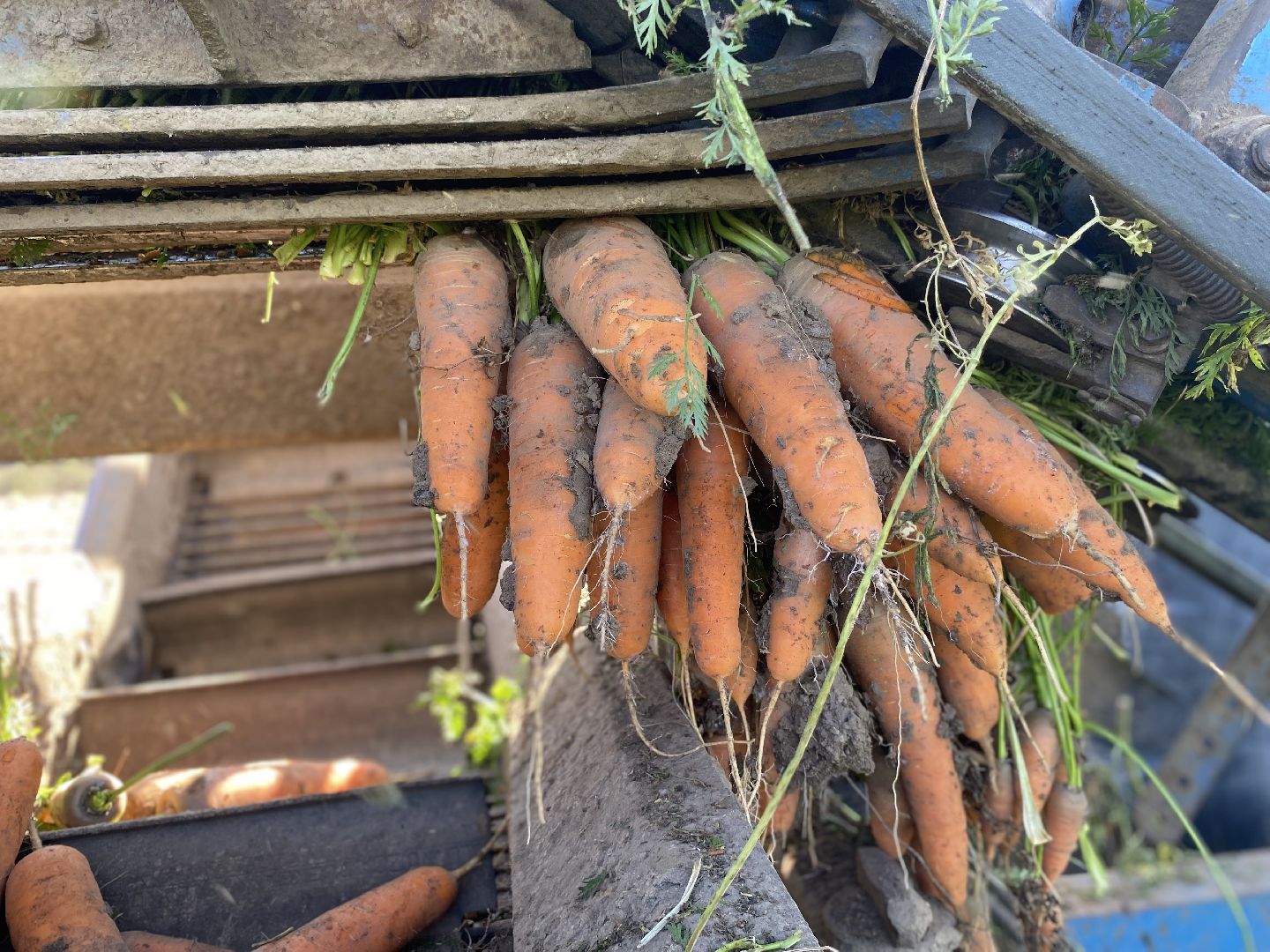 Коломна, сельское хозяйство, уборочная кампания, морковь,