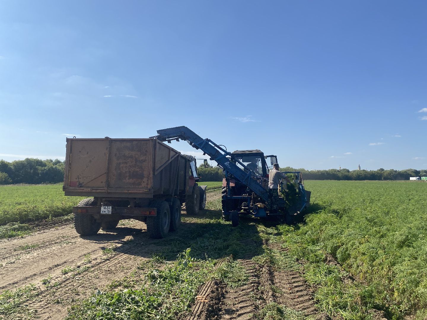 Коломна, сельское хозяйство, уборочная кампания, морковь,