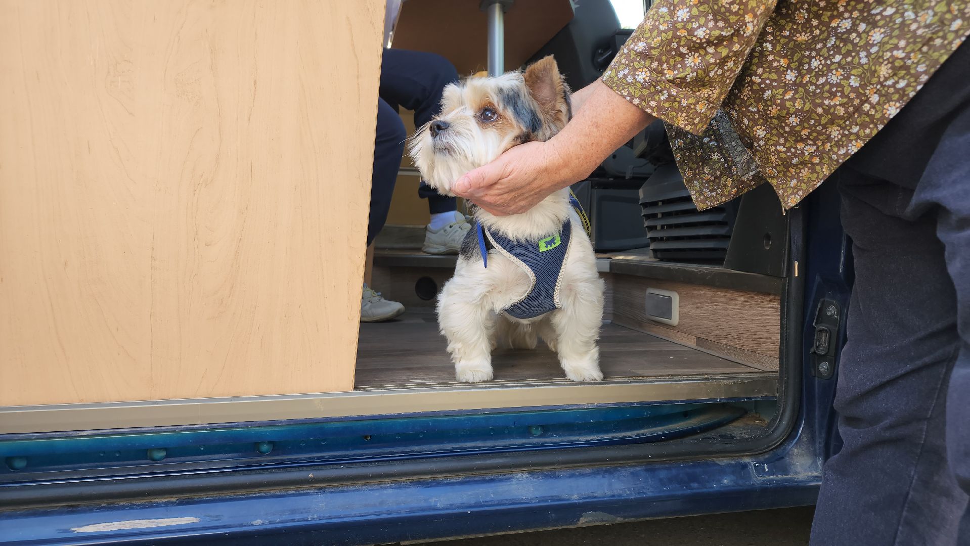 ступино, чипирование домашних животных, мобильный ветеринарный офис,