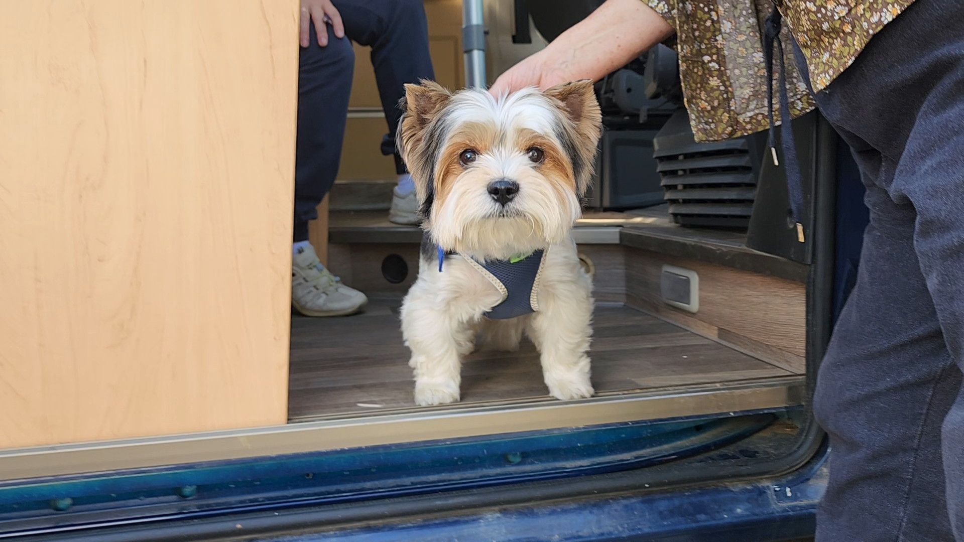 ступино, чипирование домашних животных, мобильный ветеринарный офис,