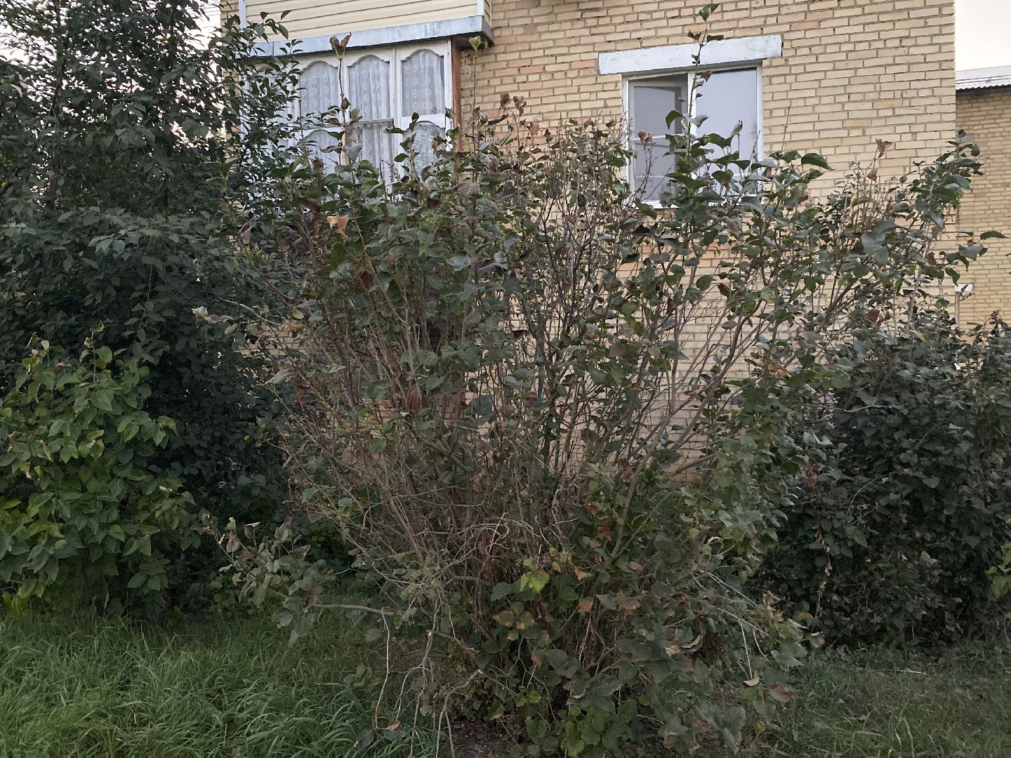 выездная, луховицы,