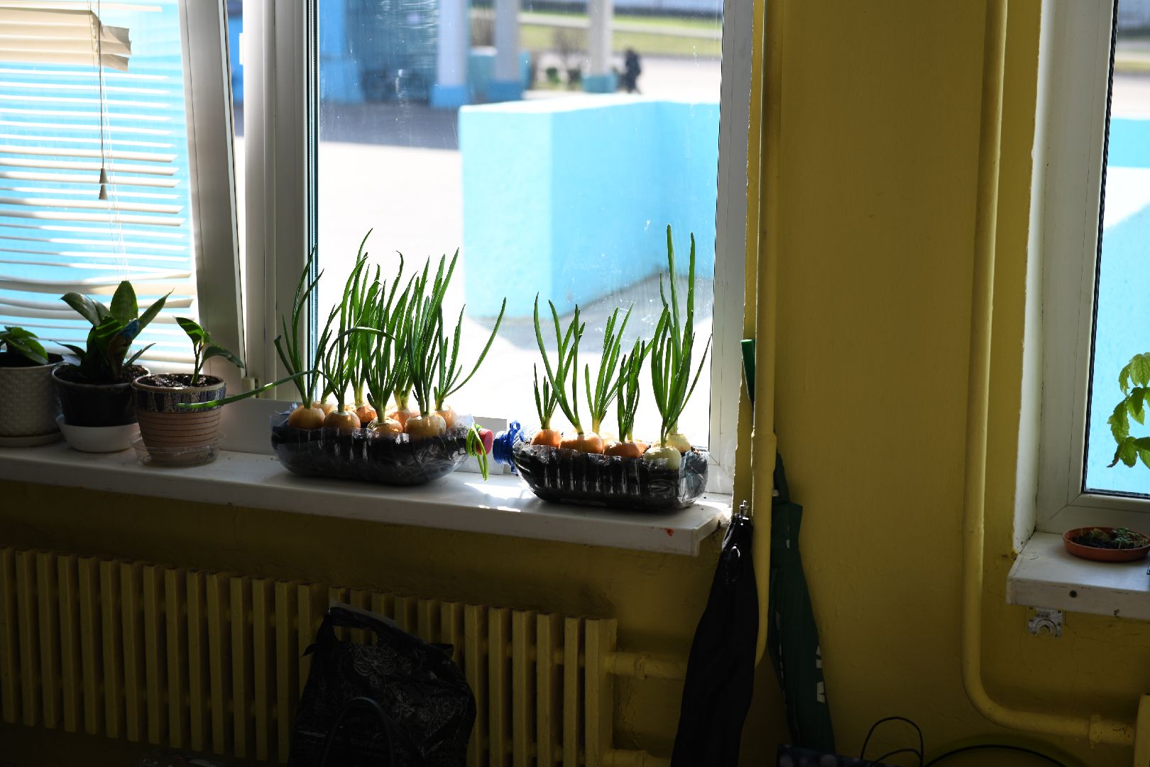 лыткарино, дачный сезон, гимназия