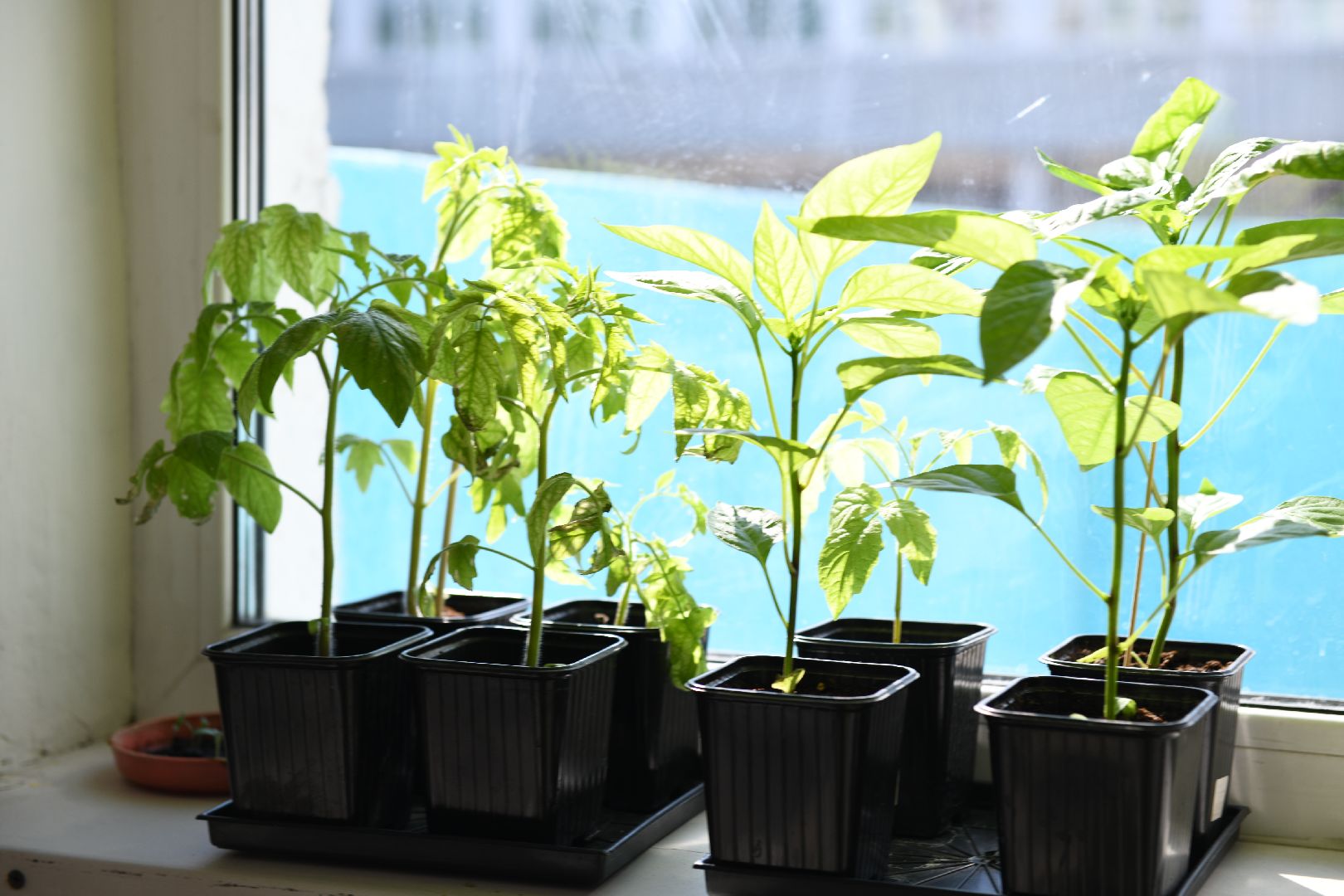 лыткарино, дачный сезон, гимназия