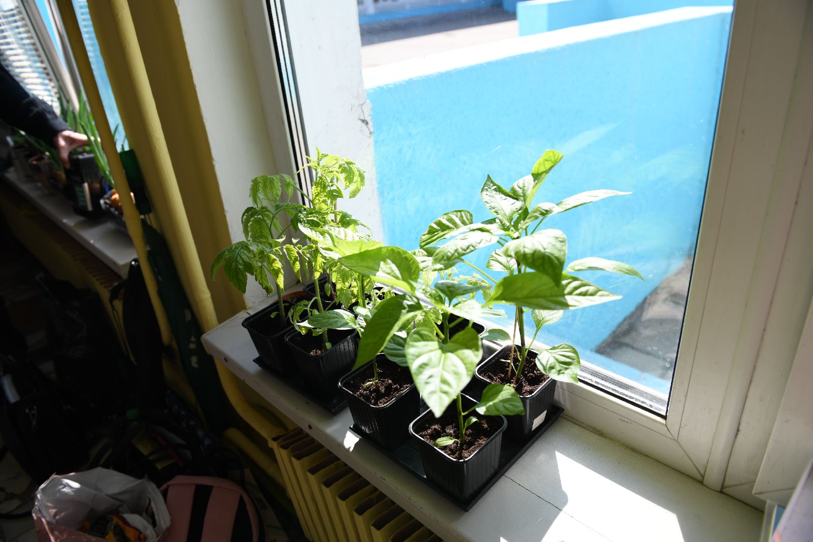 лыткарино, дачный сезон, гимназия