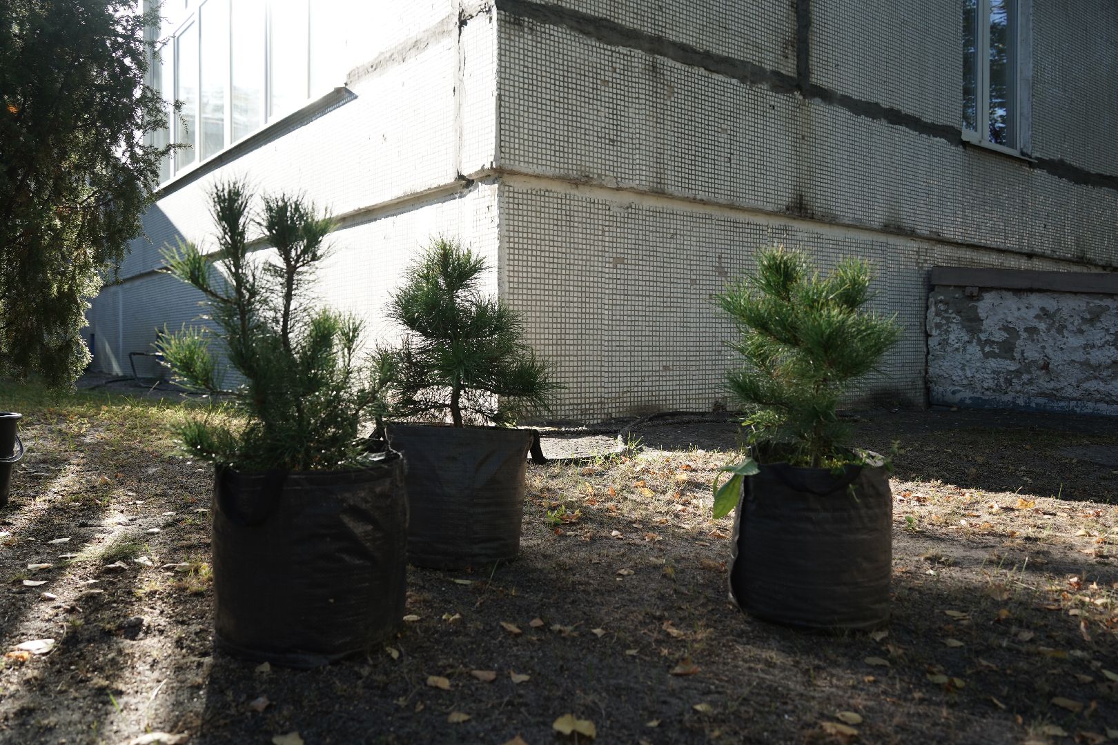 кедры, высадка кедров, кедры детям подмосковья, Шатура,