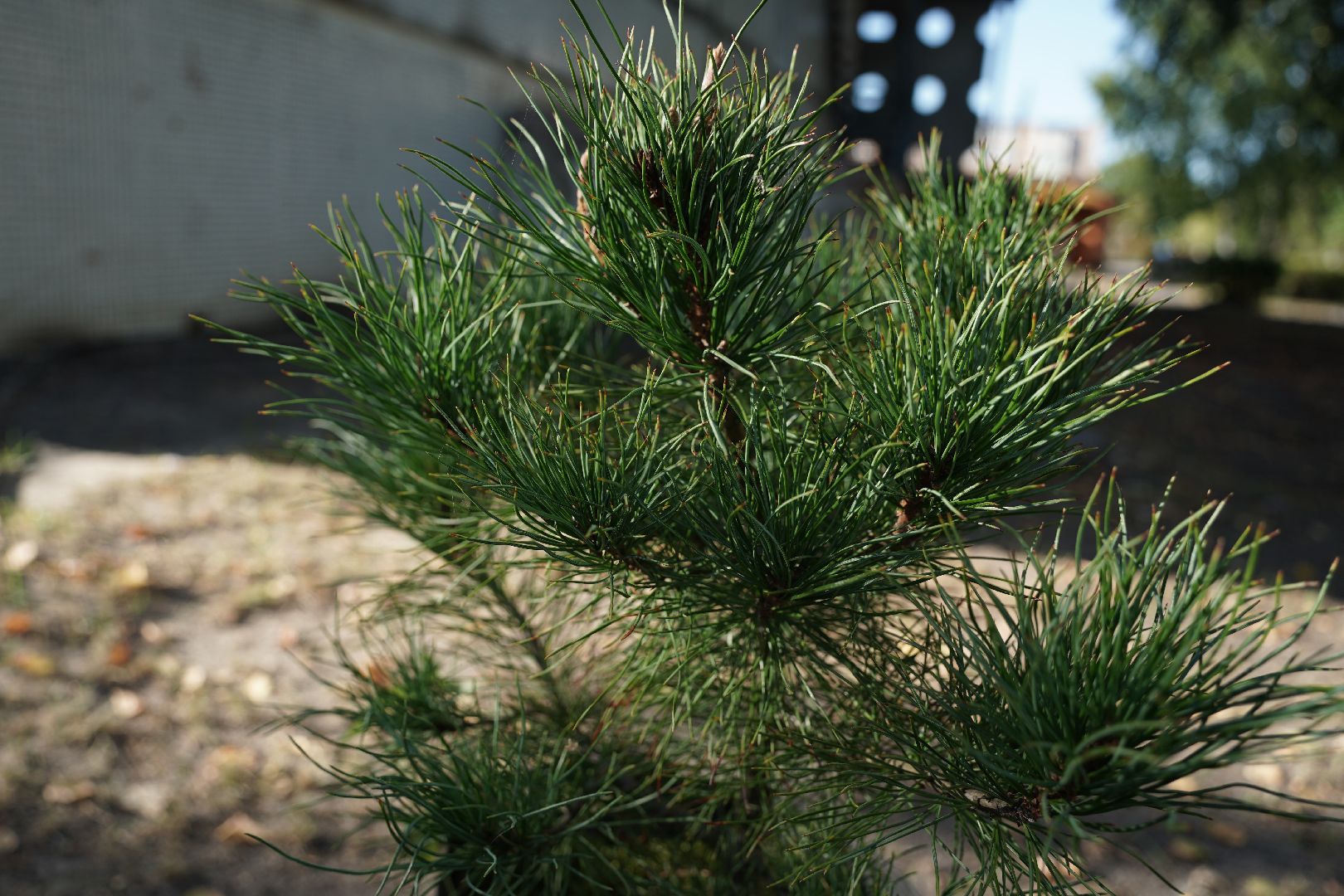 кедры, высадка кедров, кедры детям подмосковья, Шатура,