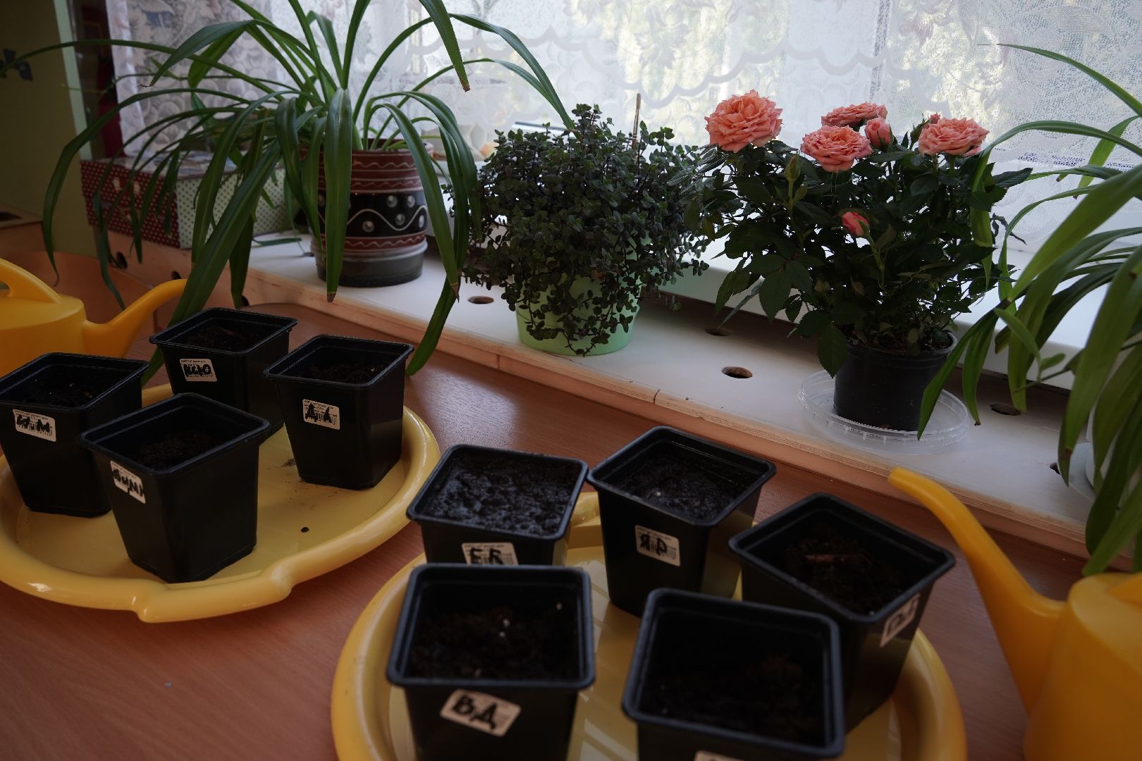 кедры, высадка кедров, кедры детям подмосковья, Шатура,