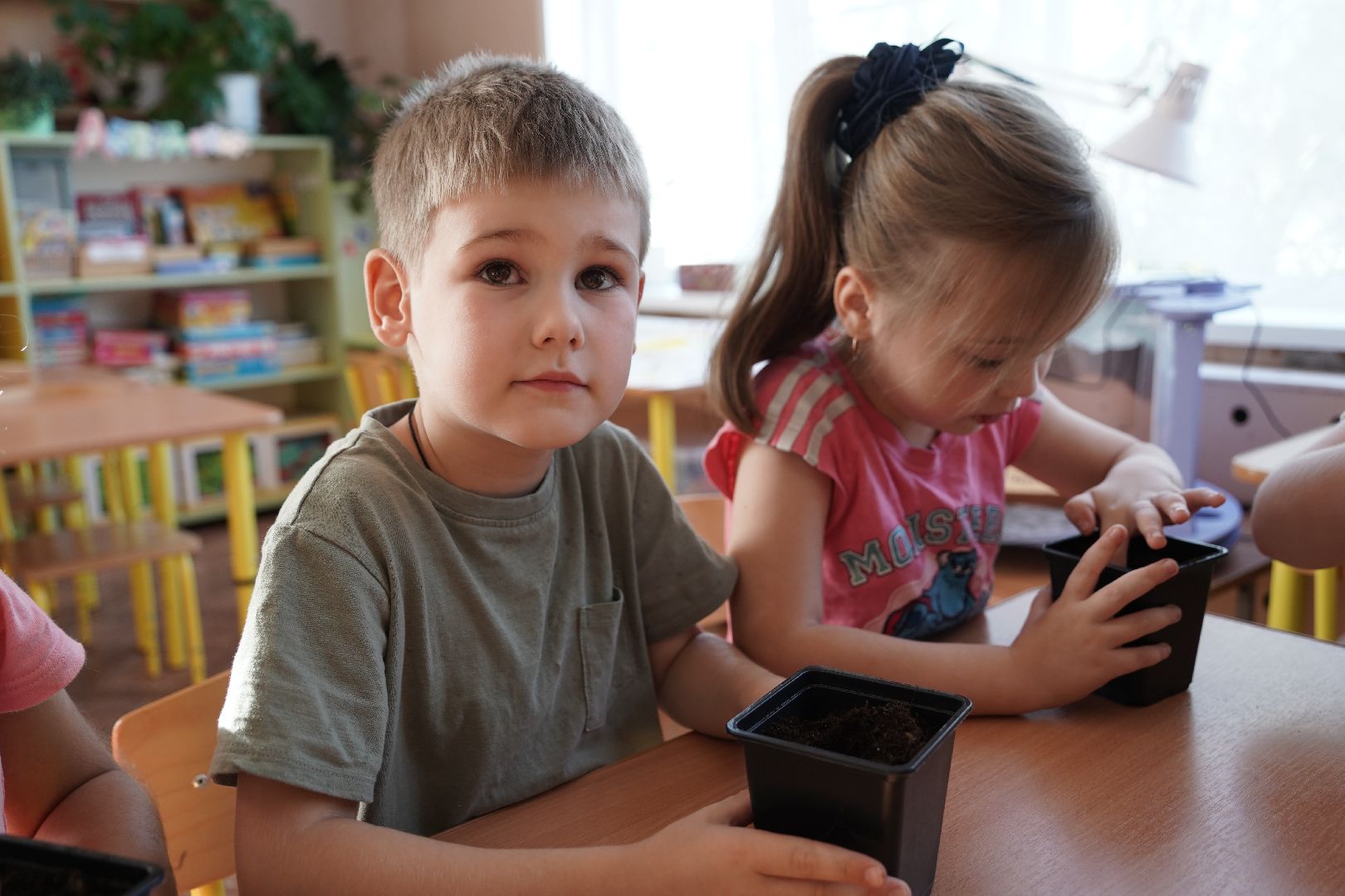 кедры, высадка кедров, кедры детям подмосковья, Шатура,