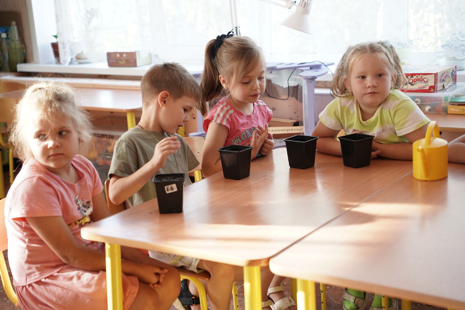 кедры, высадка кедров, кедры детям подмосковья, Шатура,