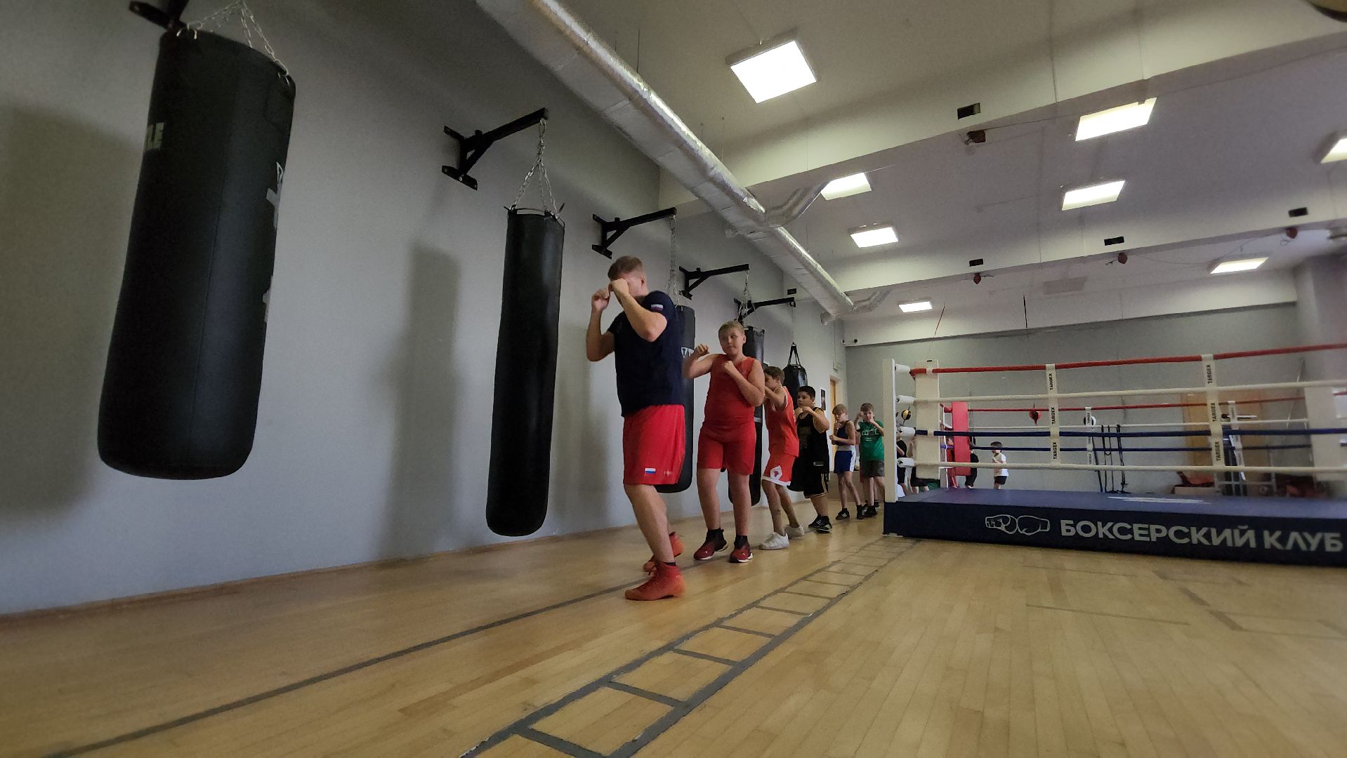 красногорск, спорт, бокс,