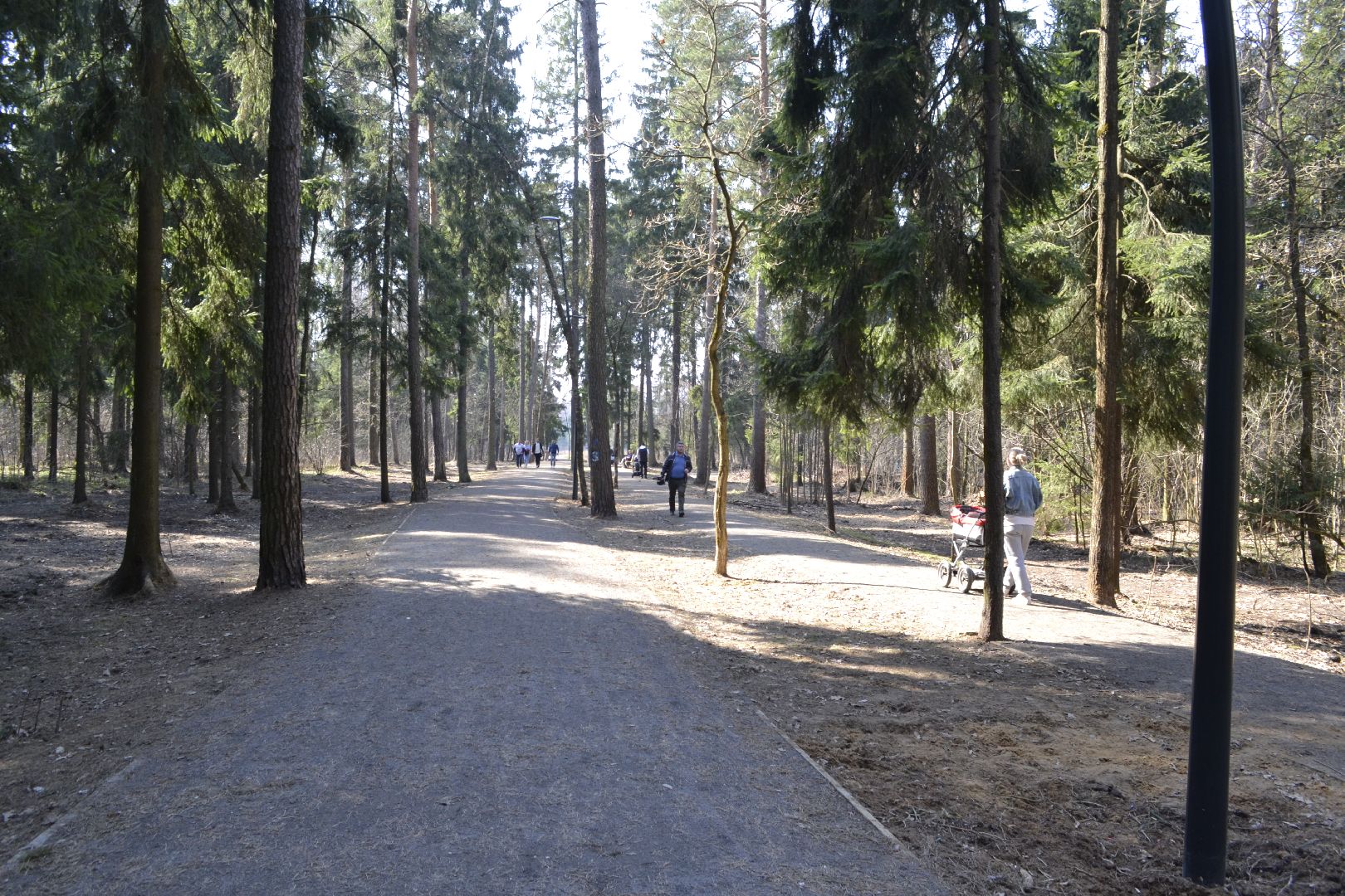 Балашиха, Подмосковье, Парки в лесу, благоустройство, Сергей Юров, Ольгинский лесопарк