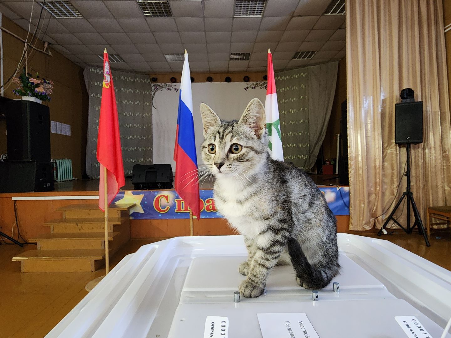 волоколамск, луна, кошка, выборы, эксклюзив,