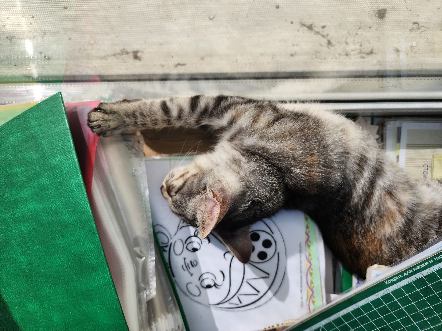 волоколамск, луна, кошка, выборы, эксклюзив,