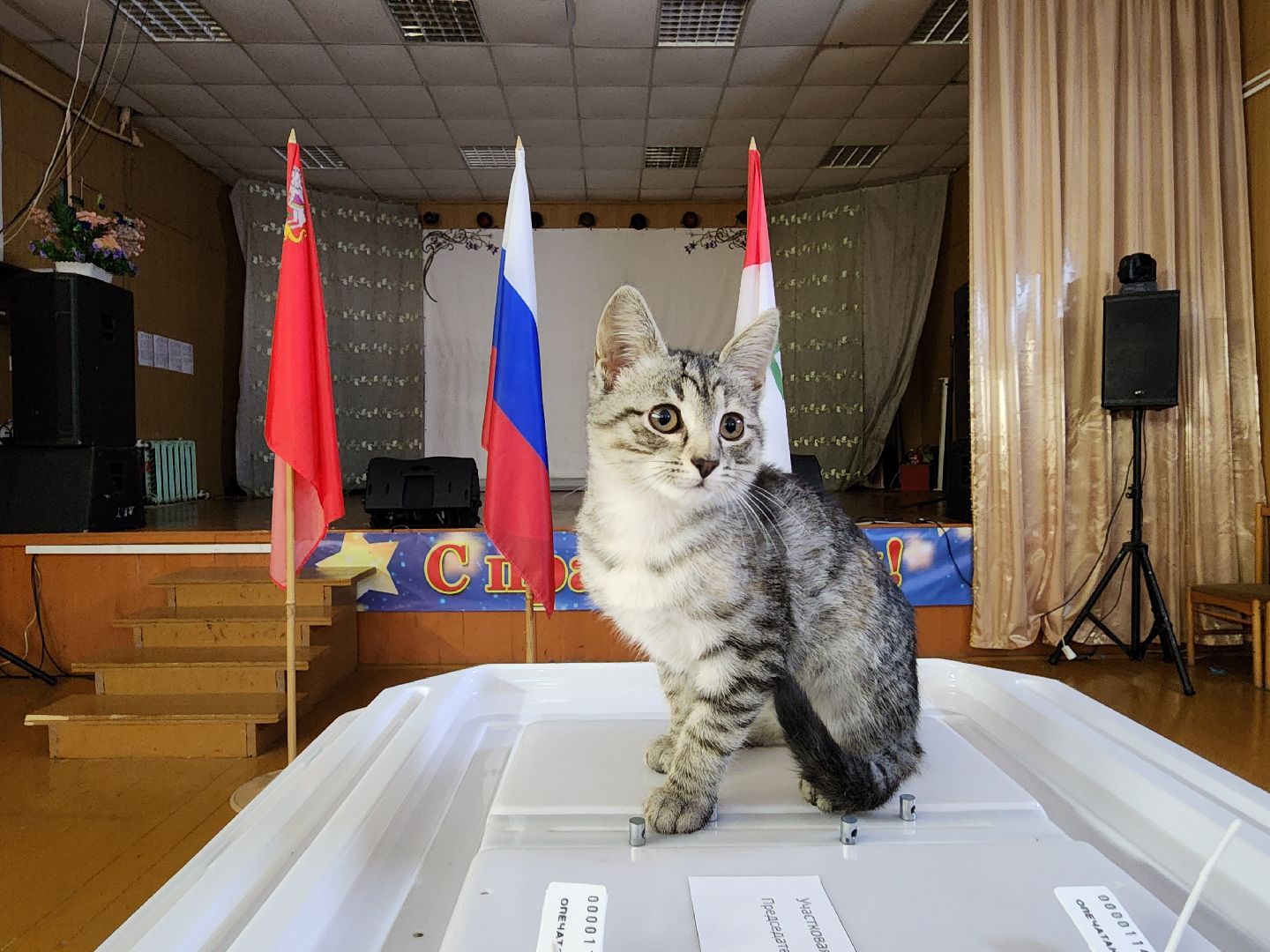 волоколамск, луна, кошка, выборы, эксклюзив,