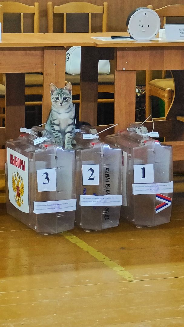 волоколамск, луна, кошка, выборы, эксклюзив,