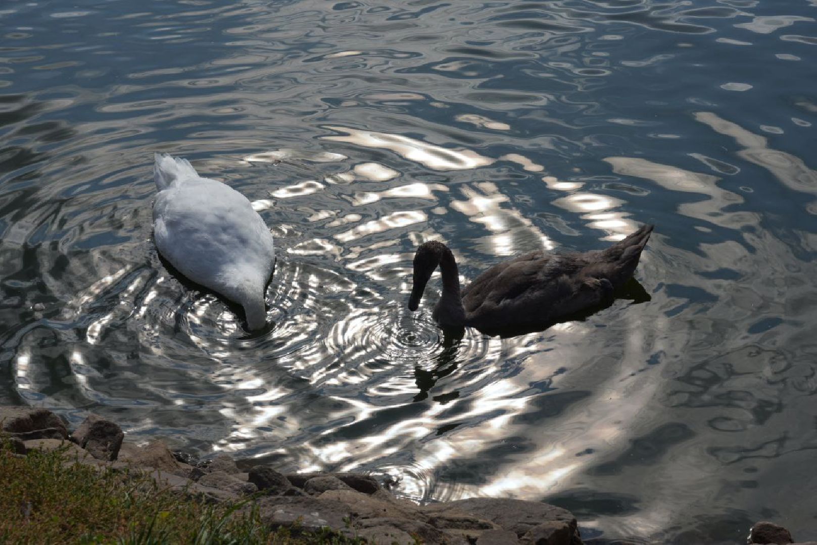 Лебеди, Сергиев Посад,Птицы, Общество,