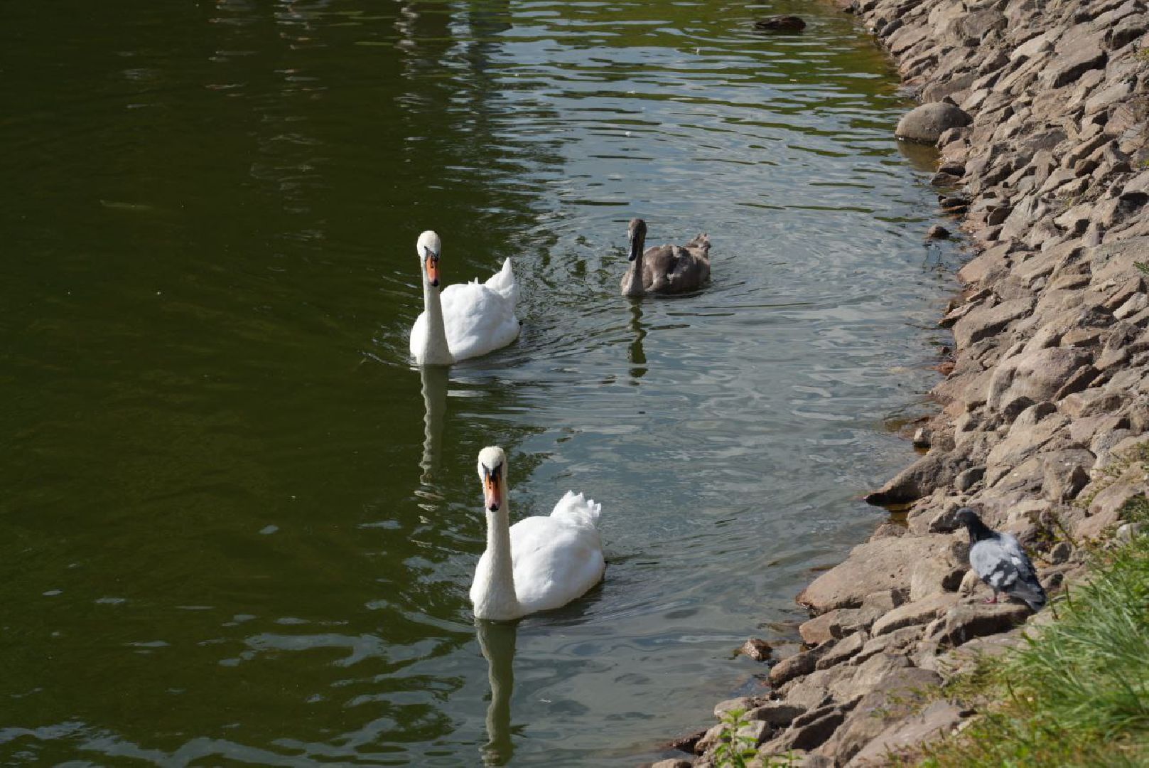 Лебеди, Сергиев Посад,Птицы, Общество,