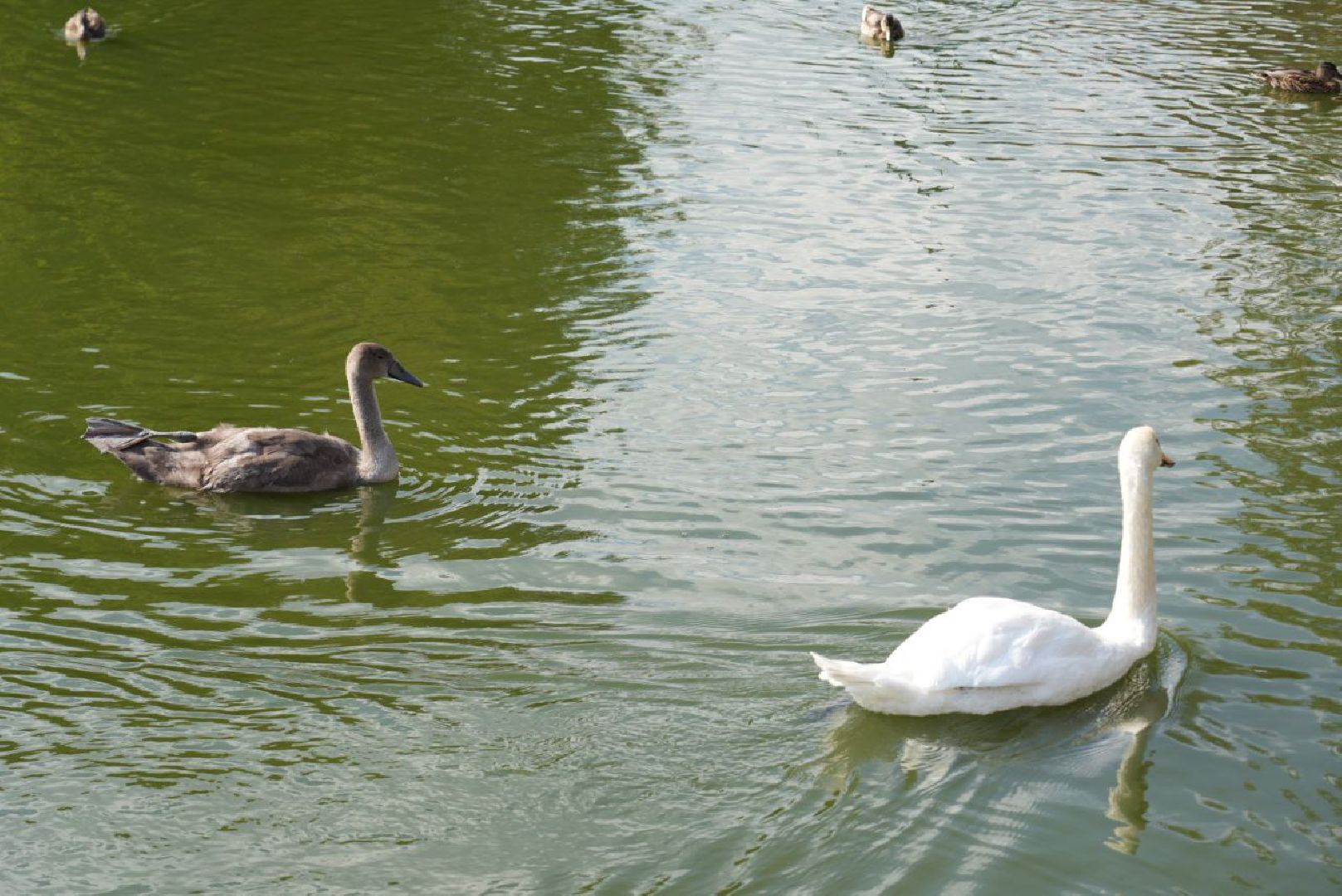 Лебеди, Сергиев Посад,Птицы, Общество,