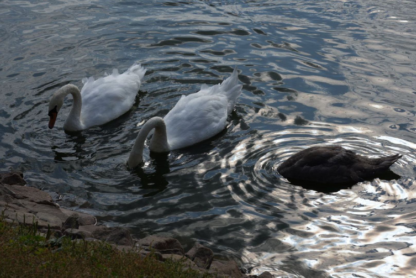 Лебеди, Сергиев Посад,Птицы, Общество,