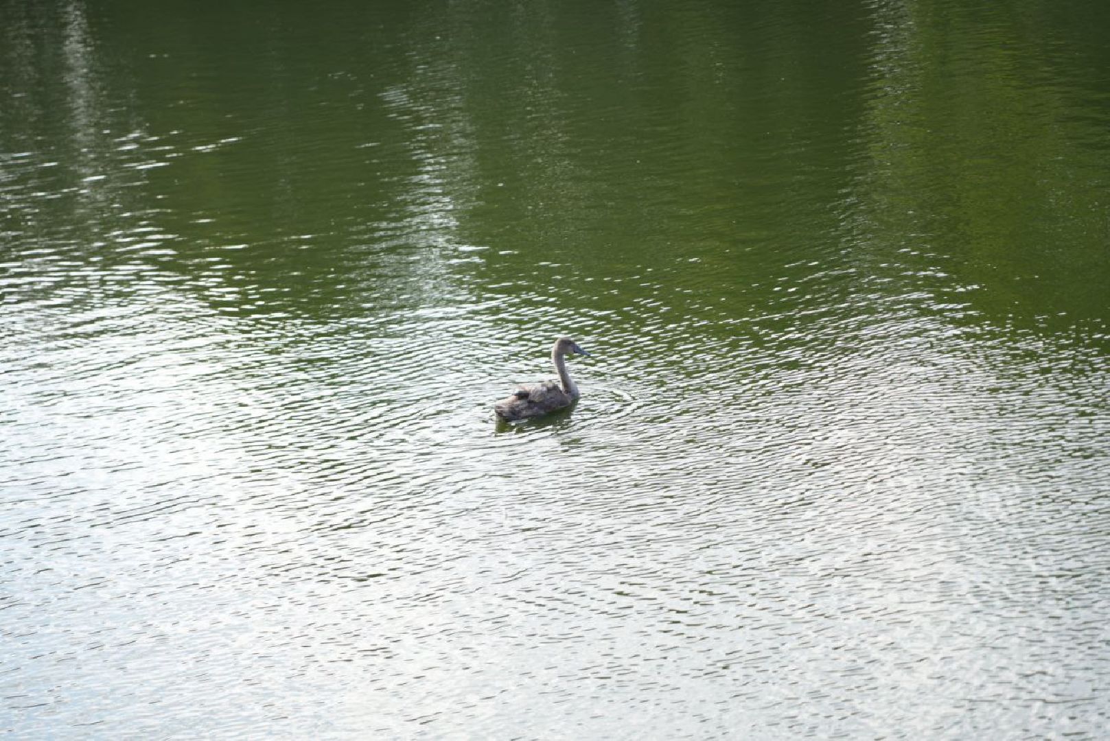 Лебеди, Сергиев Посад,Птицы, Общество,